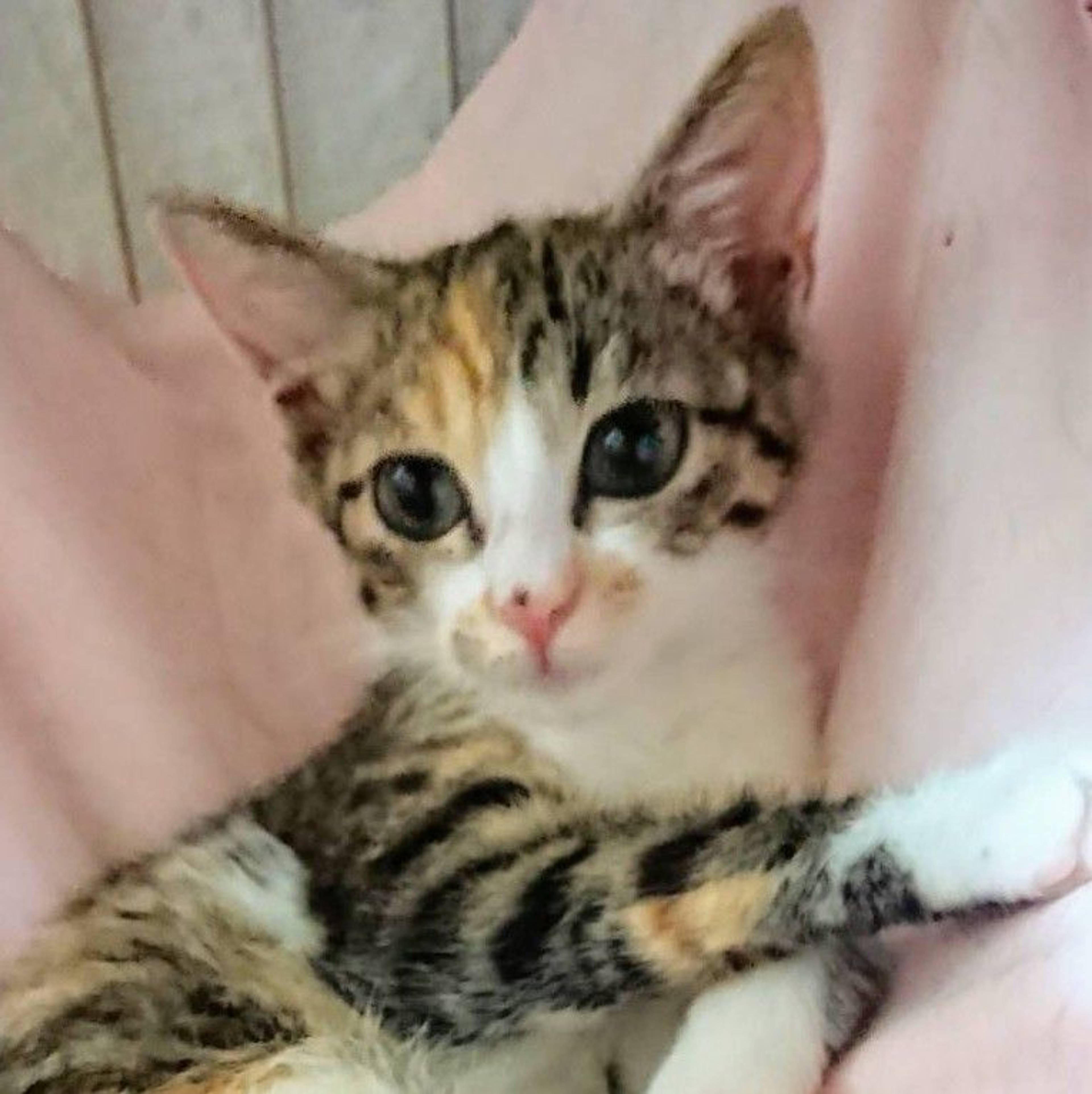 雑種（ミックス猫）・メスの里親募集の写真