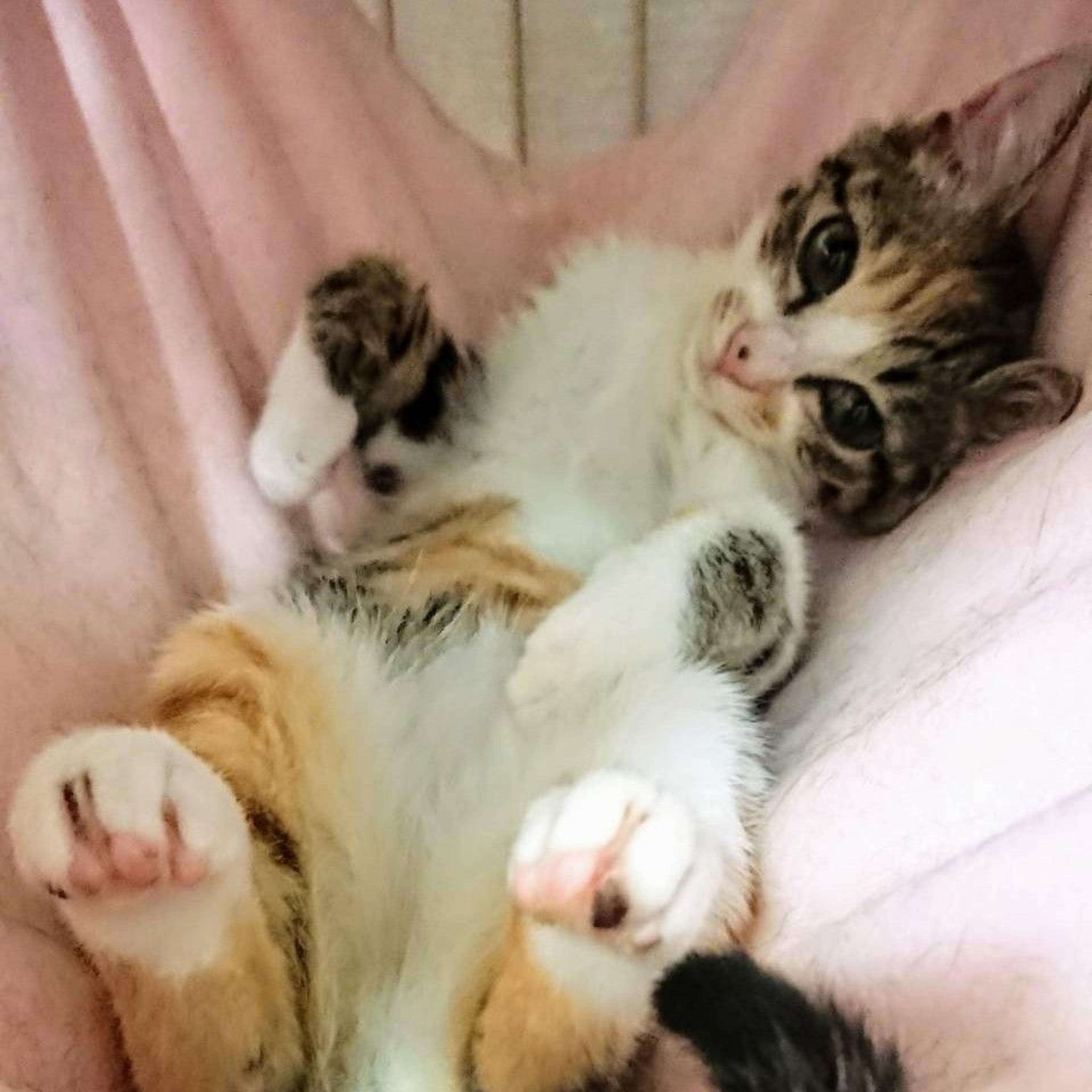 pet-image-3