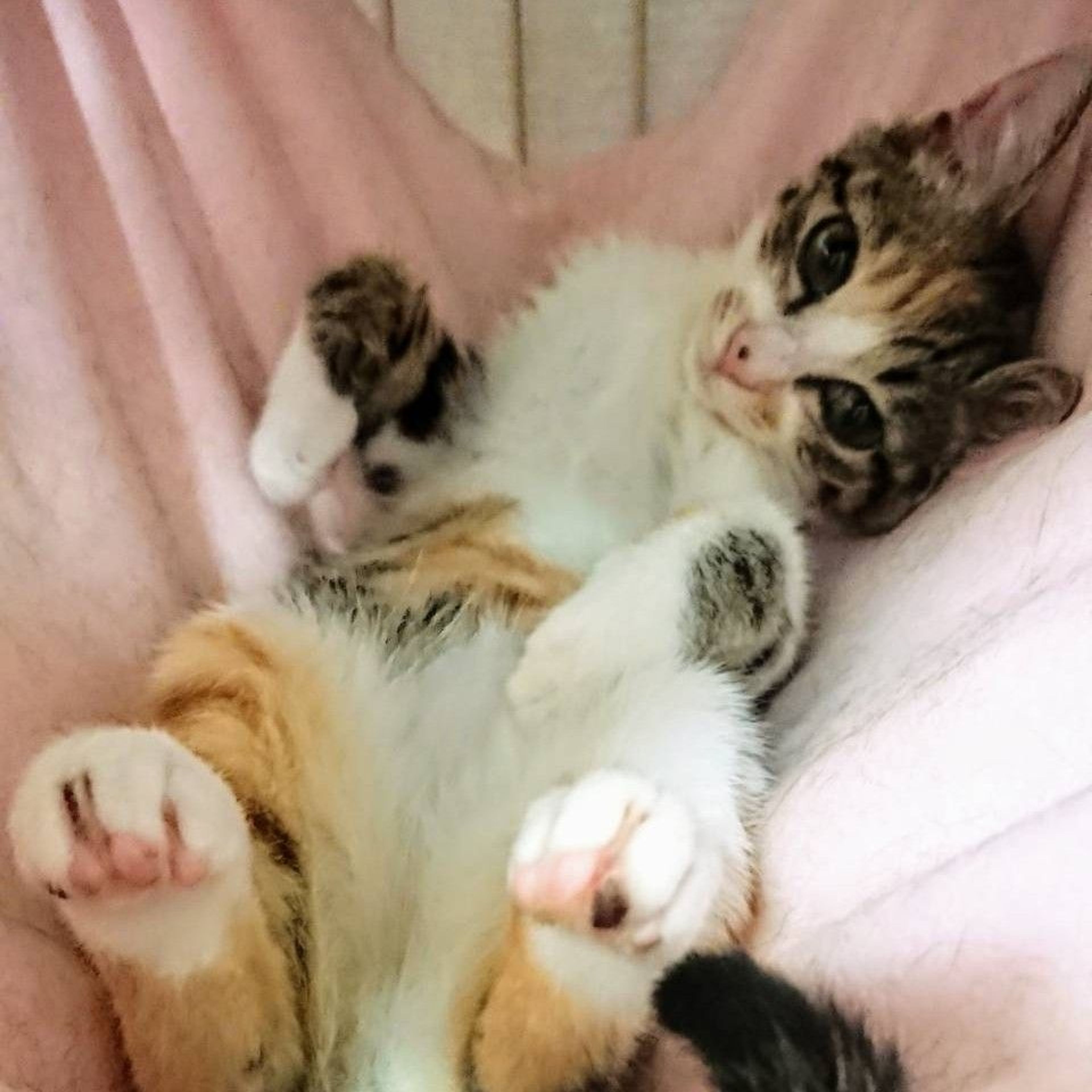 pet-image-3
