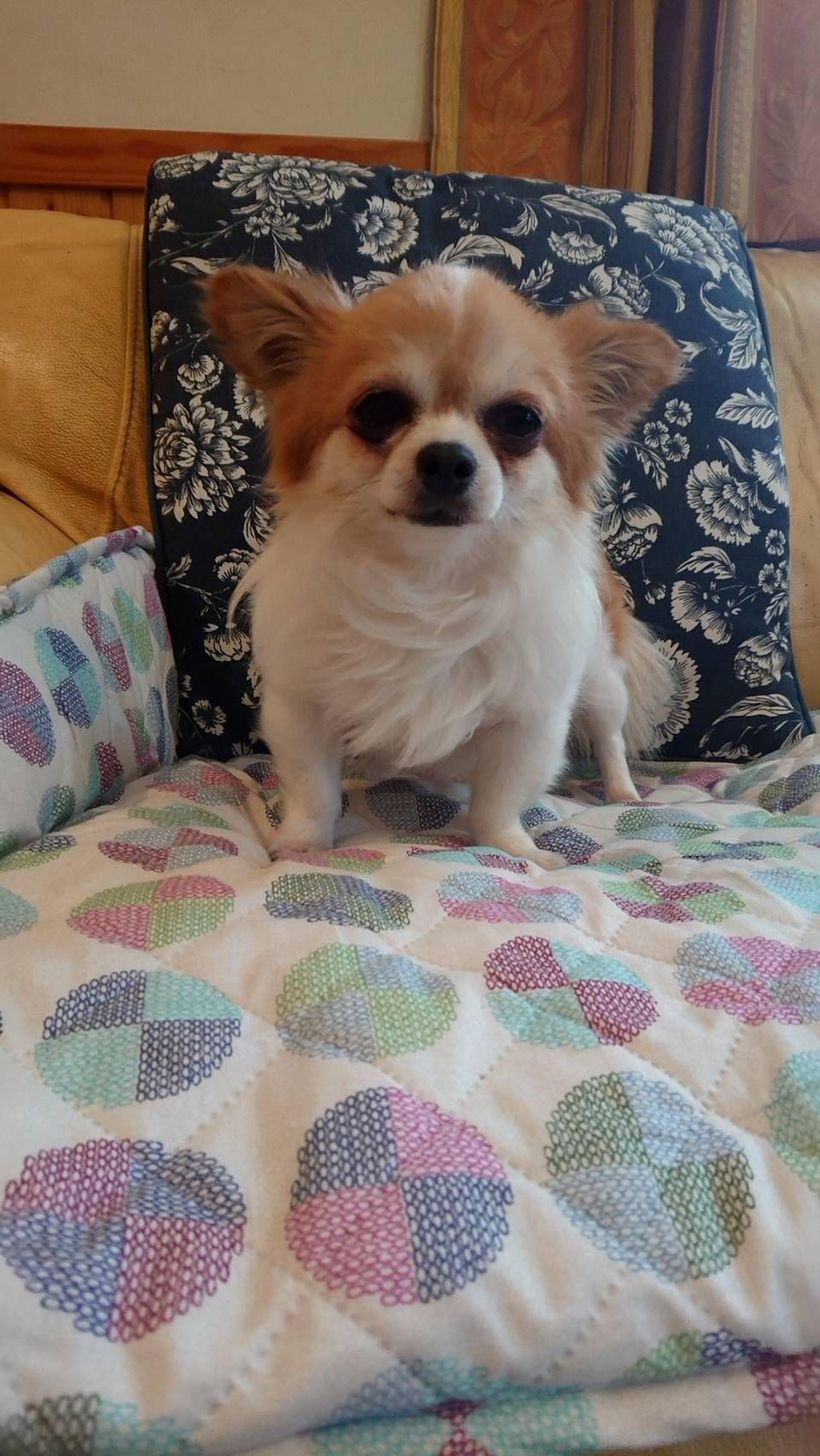 pet-image-2
