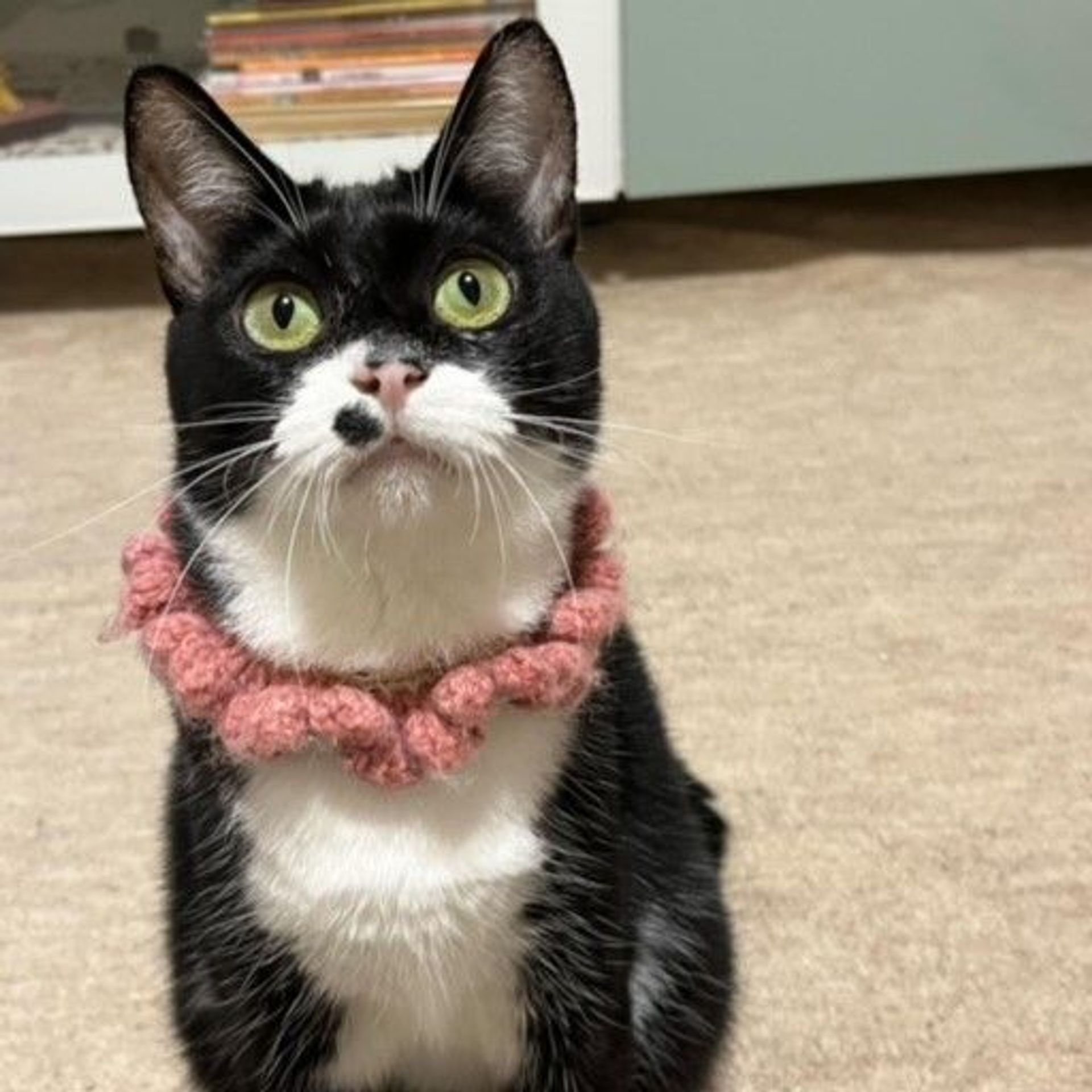 雑種（ミックス猫）・メスの里親募集の写真