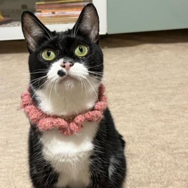 はなえの写真