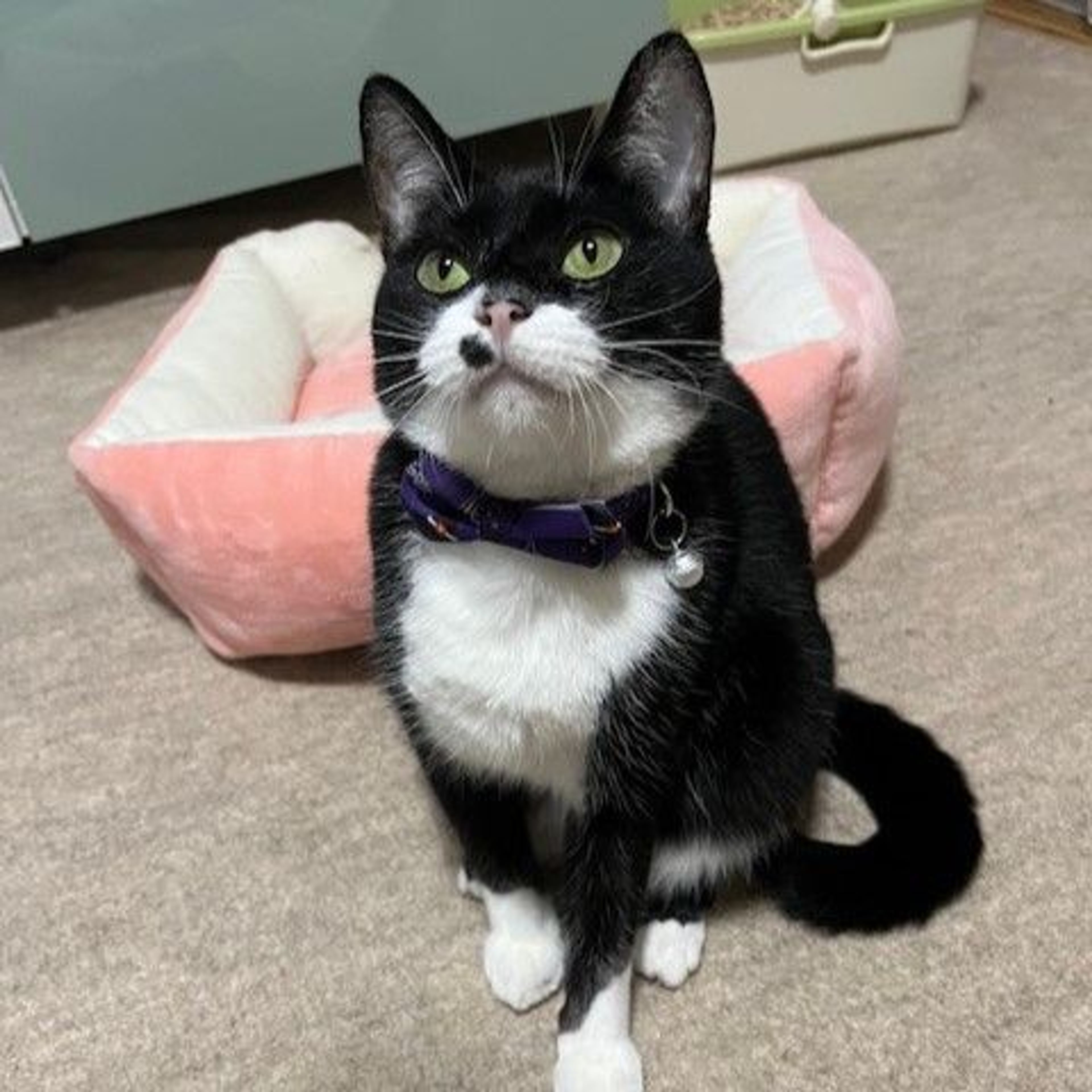 pet-image-4