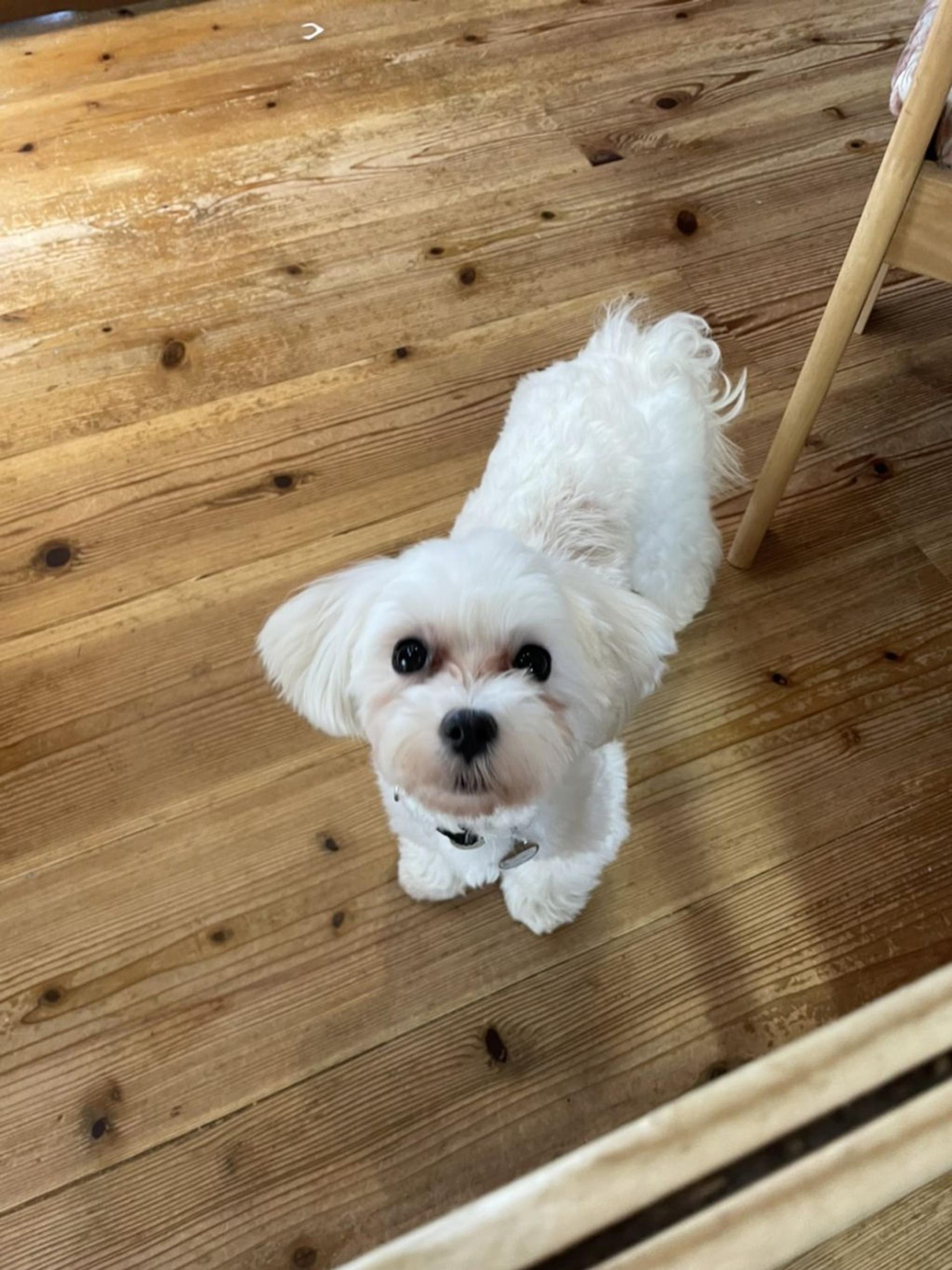 pet-image-3