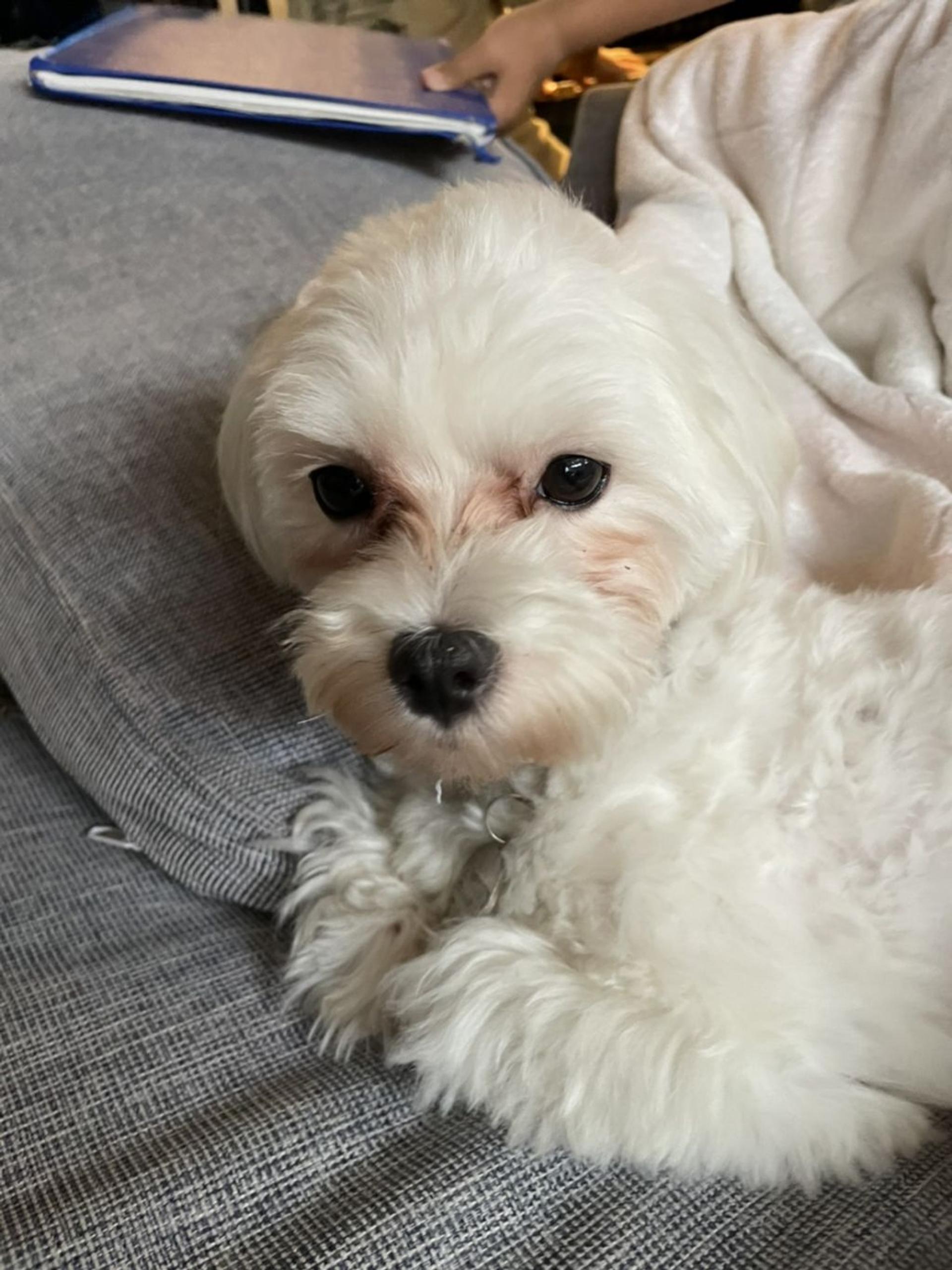 pet-image-4