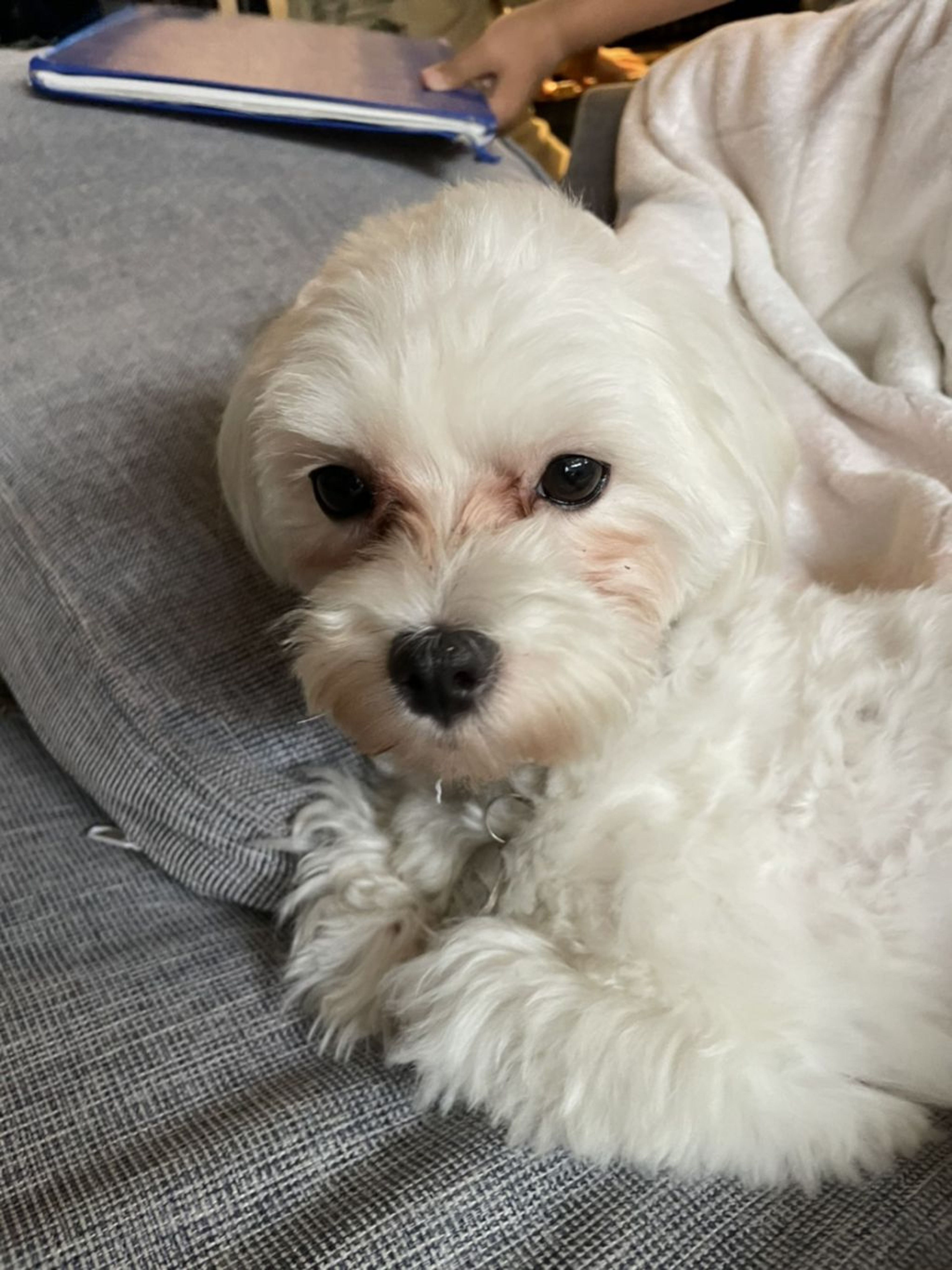 pet-image-4