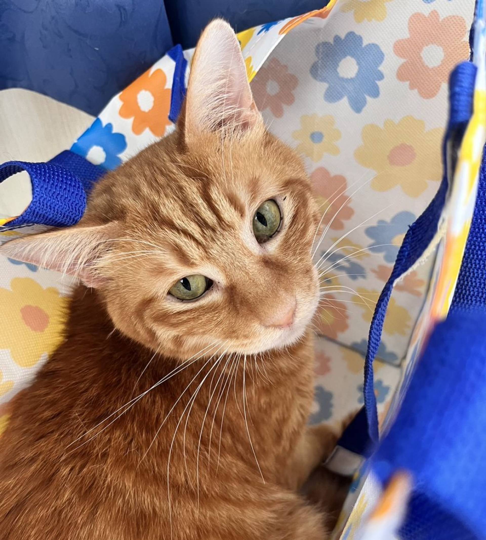 雑種（ミックス猫）・オスの里親募集の写真