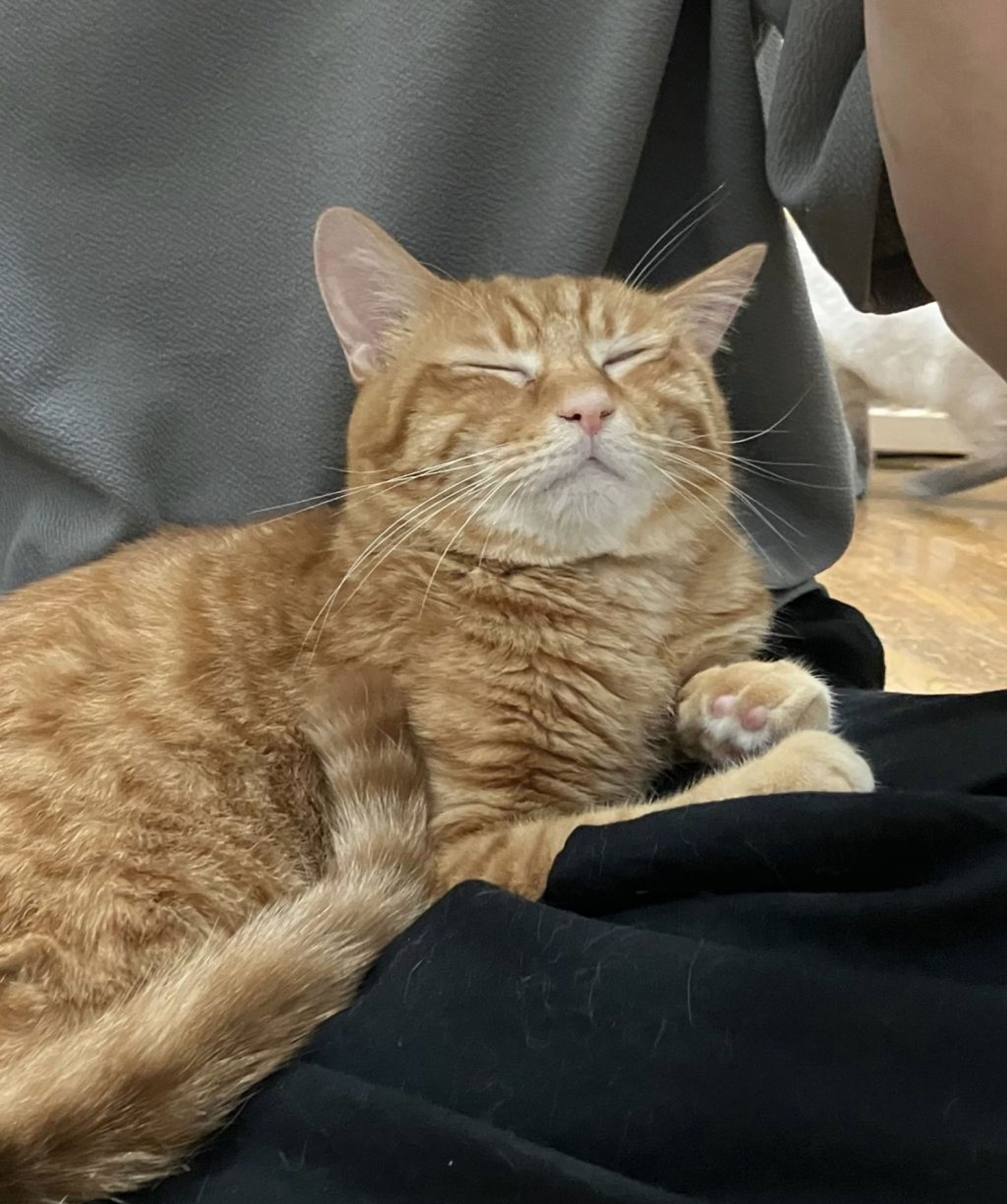 pet-image-2