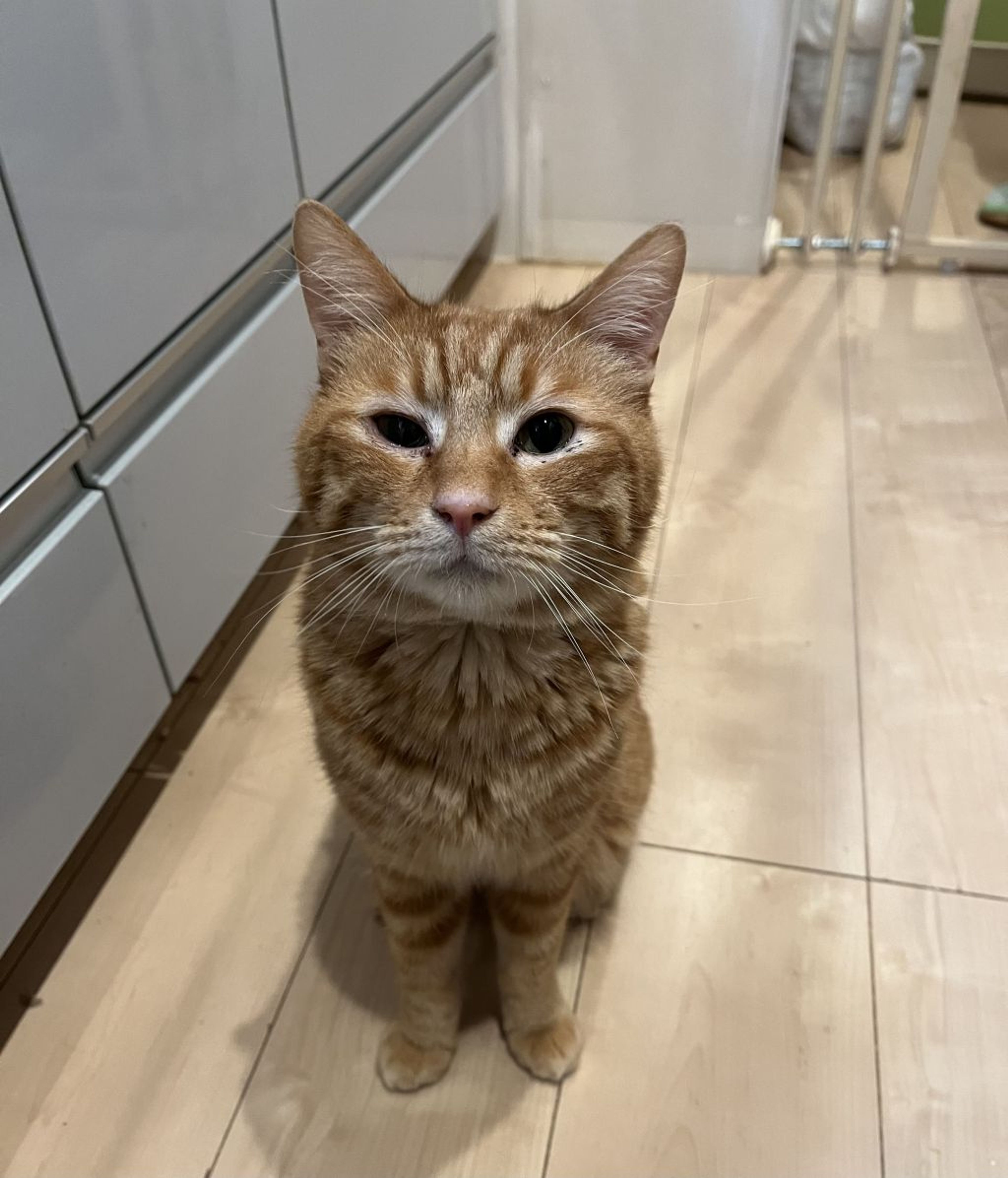 pet-image-3