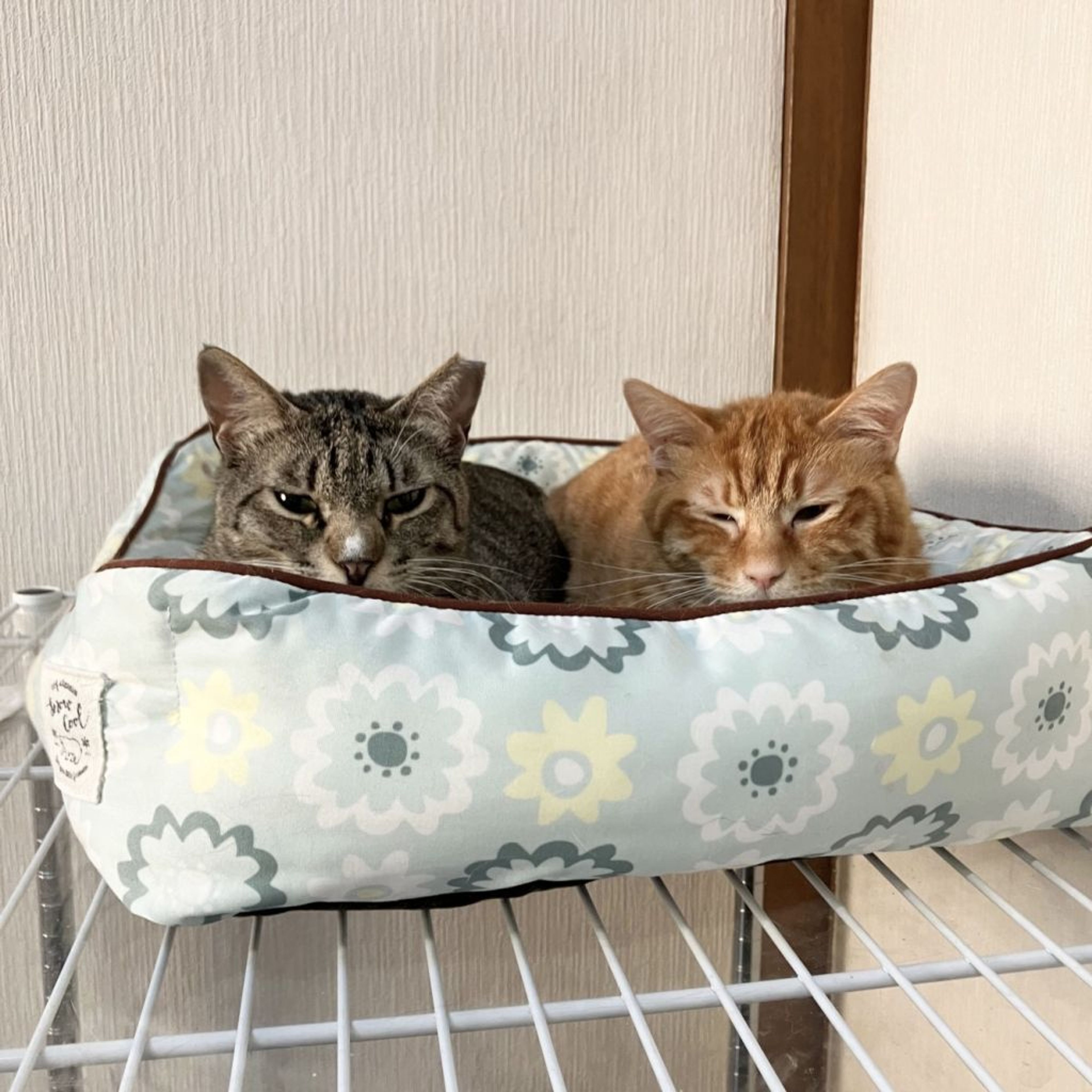 pet-image-5