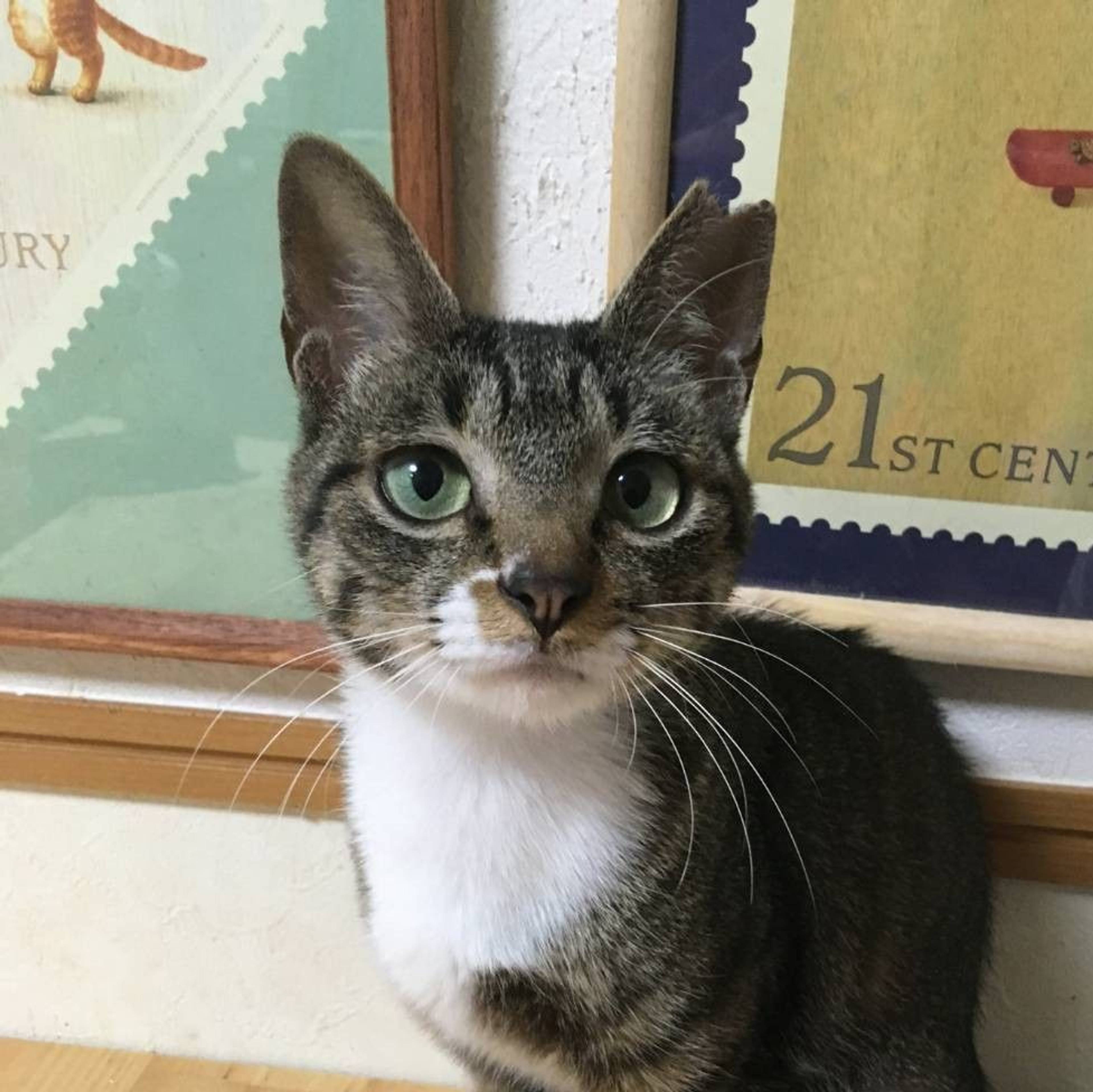 雑種（ミックス猫）・メスの里親募集の写真