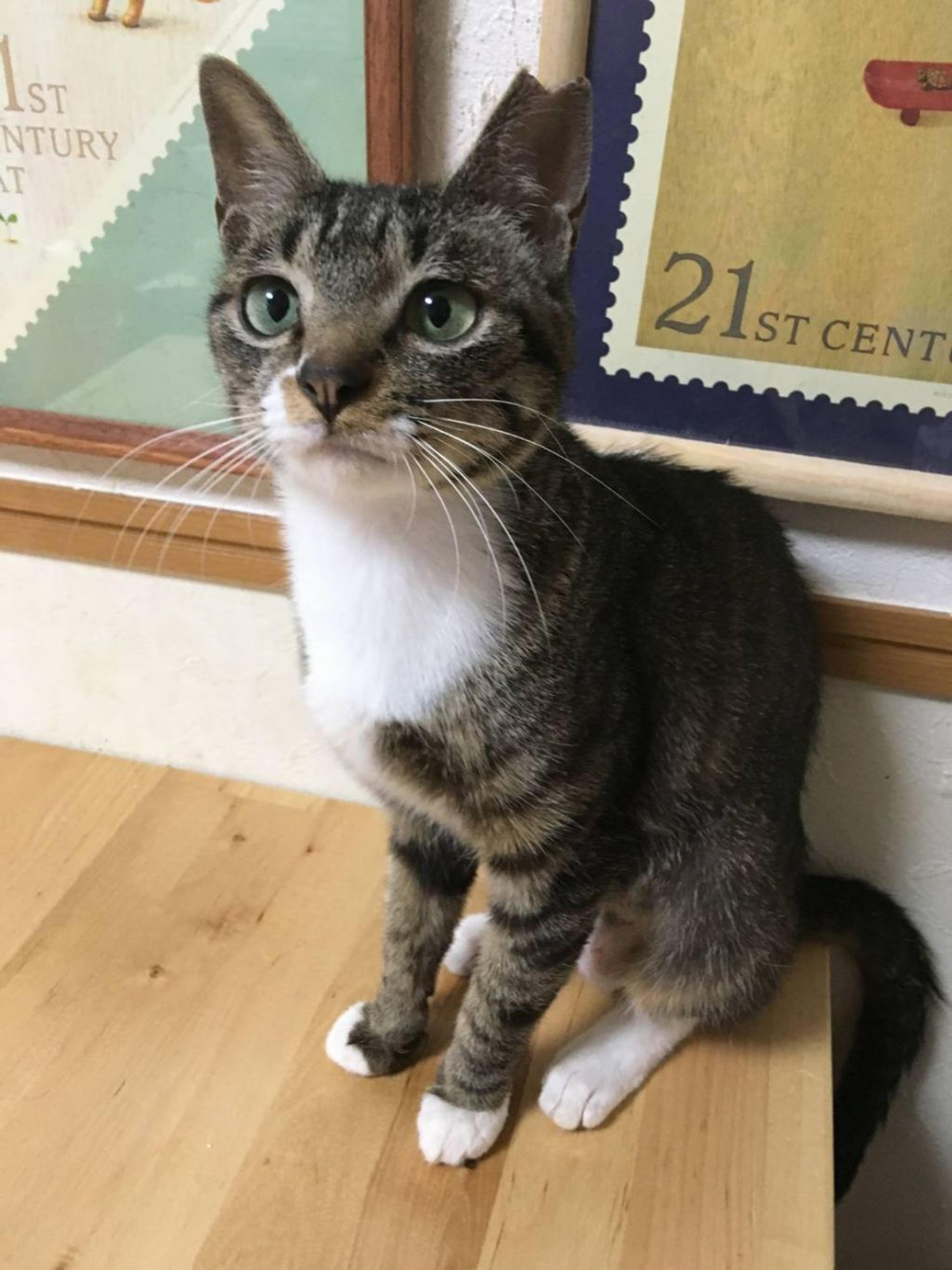 pet-image-2