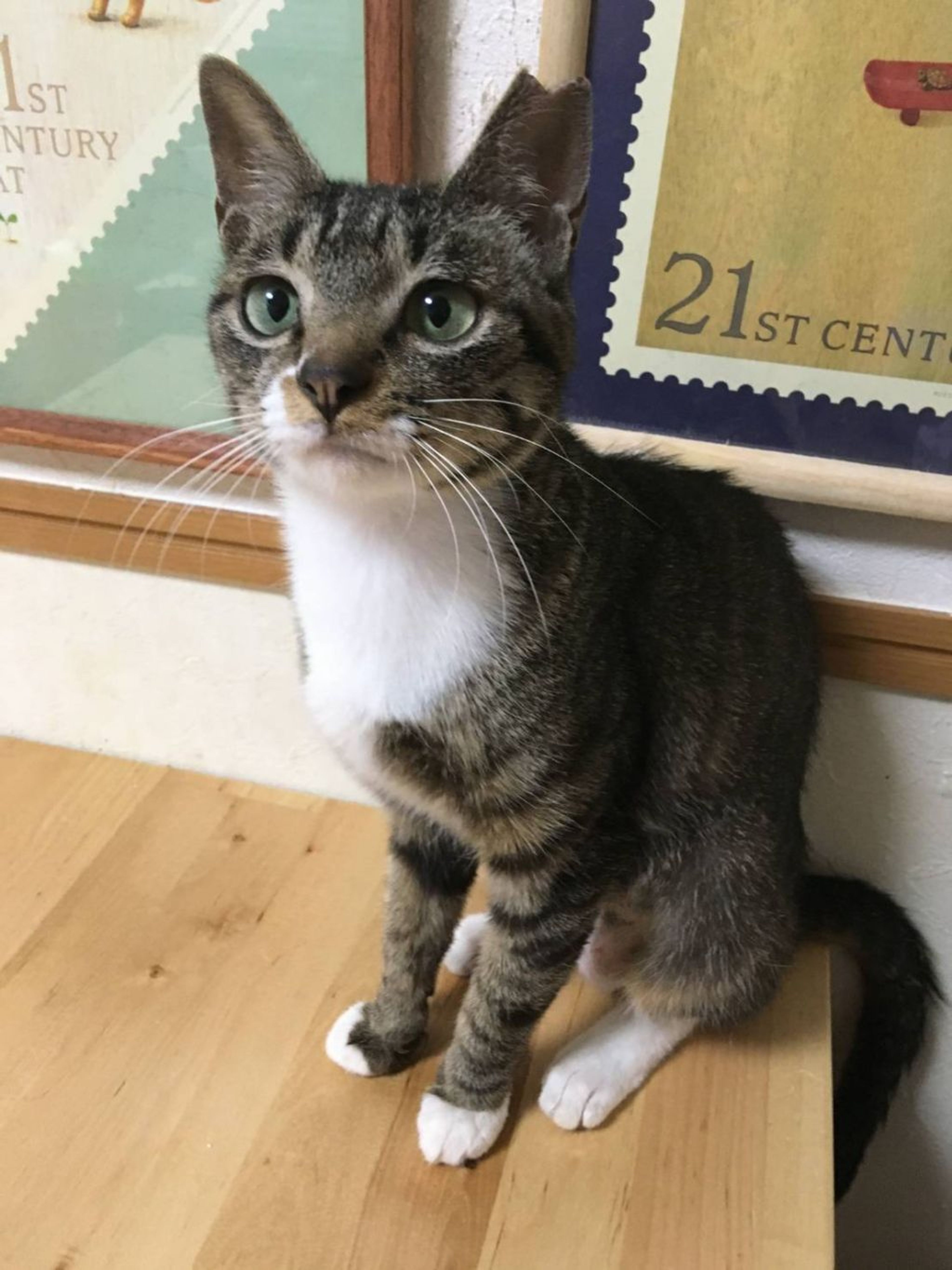 pet-image-2
