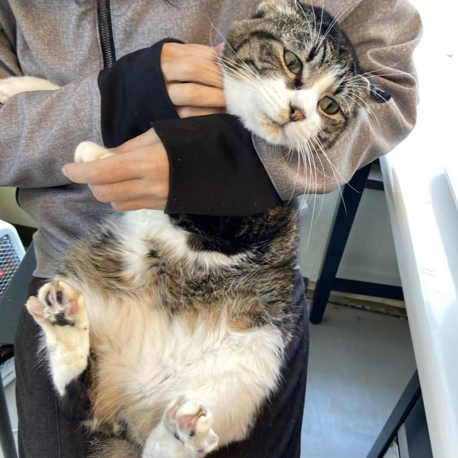 雑種（ミックス猫）・オスの里親募集の写真