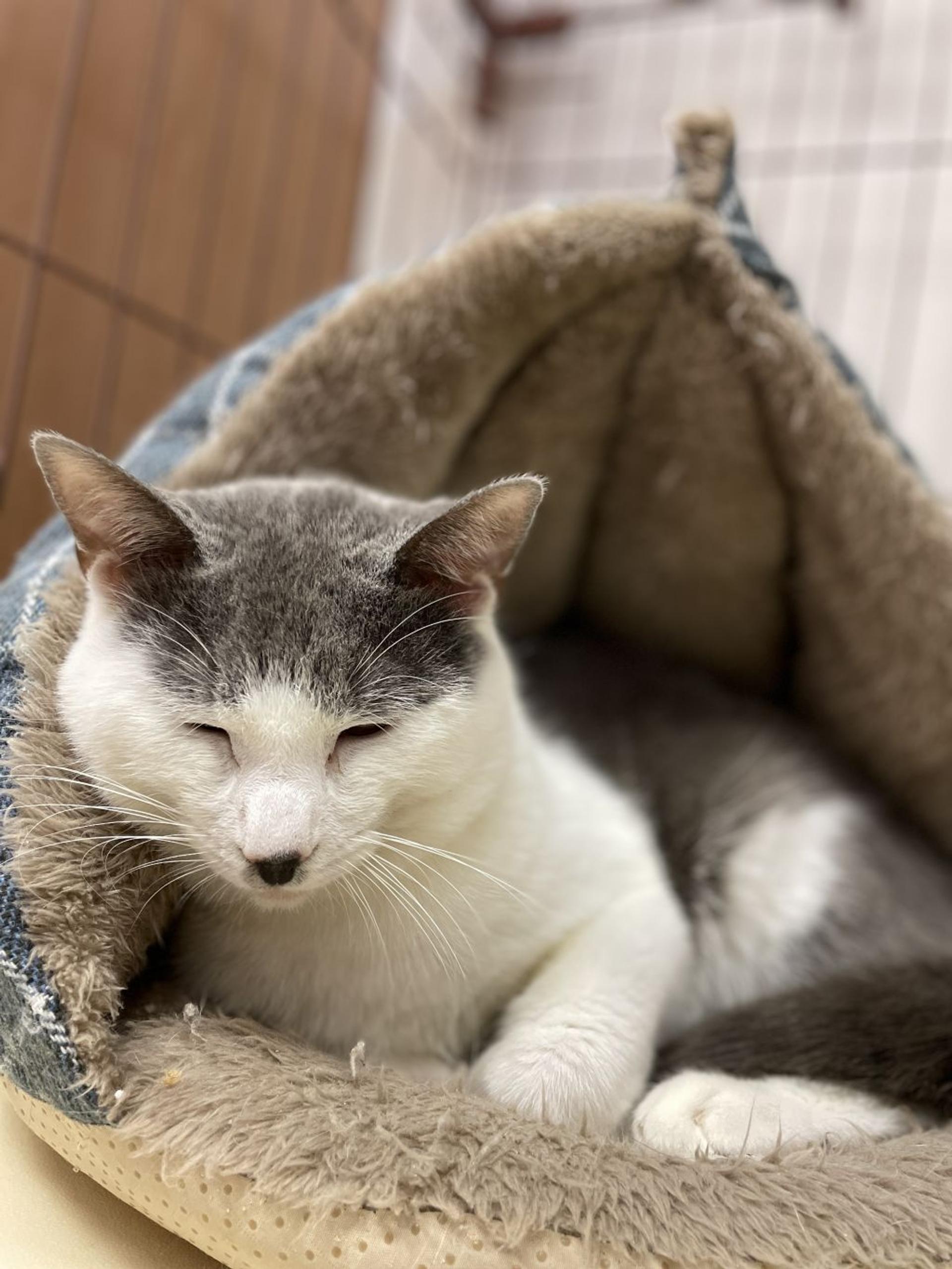 pet-image-2