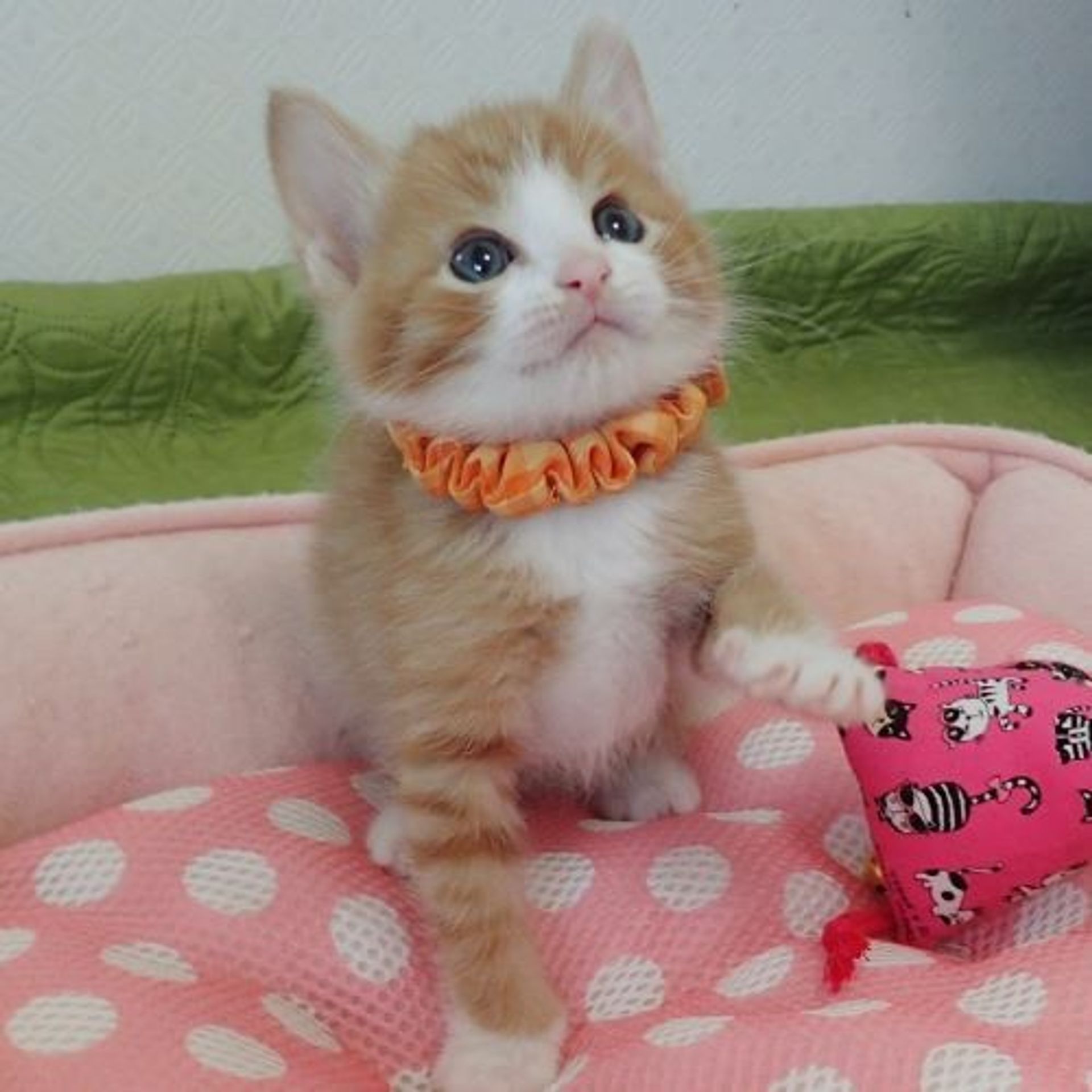 雑種（ミックス猫）・オスの里親募集の写真