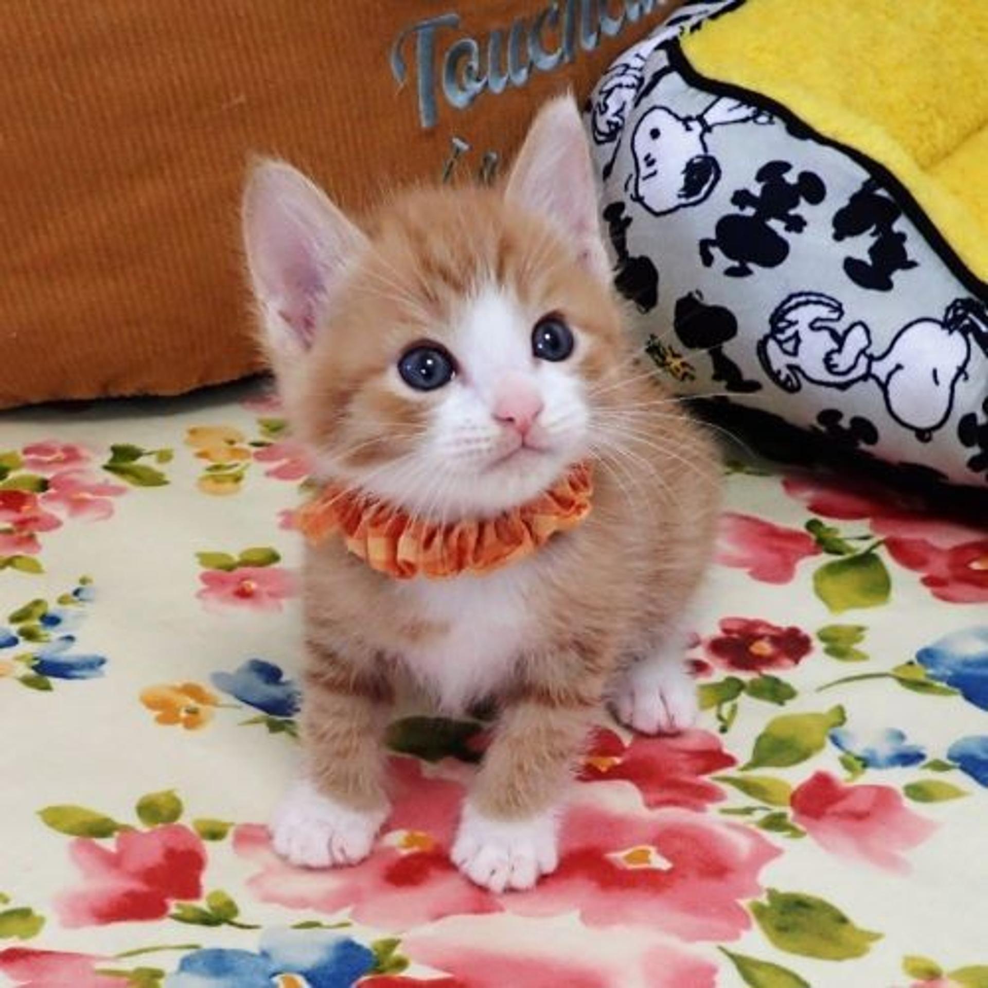 pet-image-2