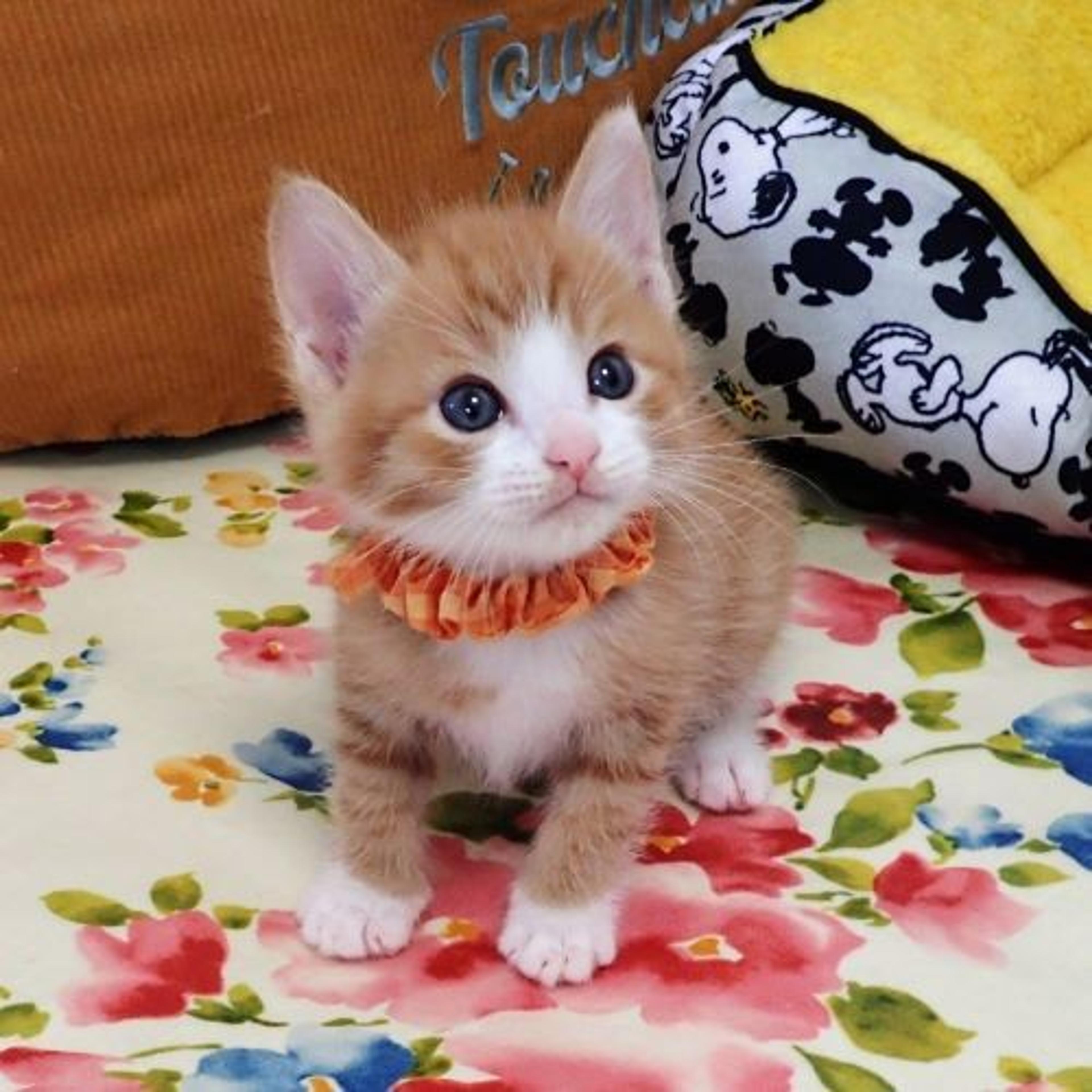 pet-image-2