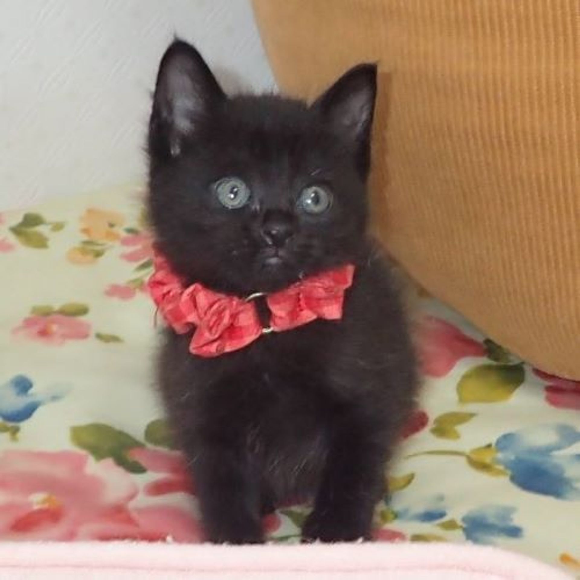 雑種（ミックス猫）・メスの里親募集の写真