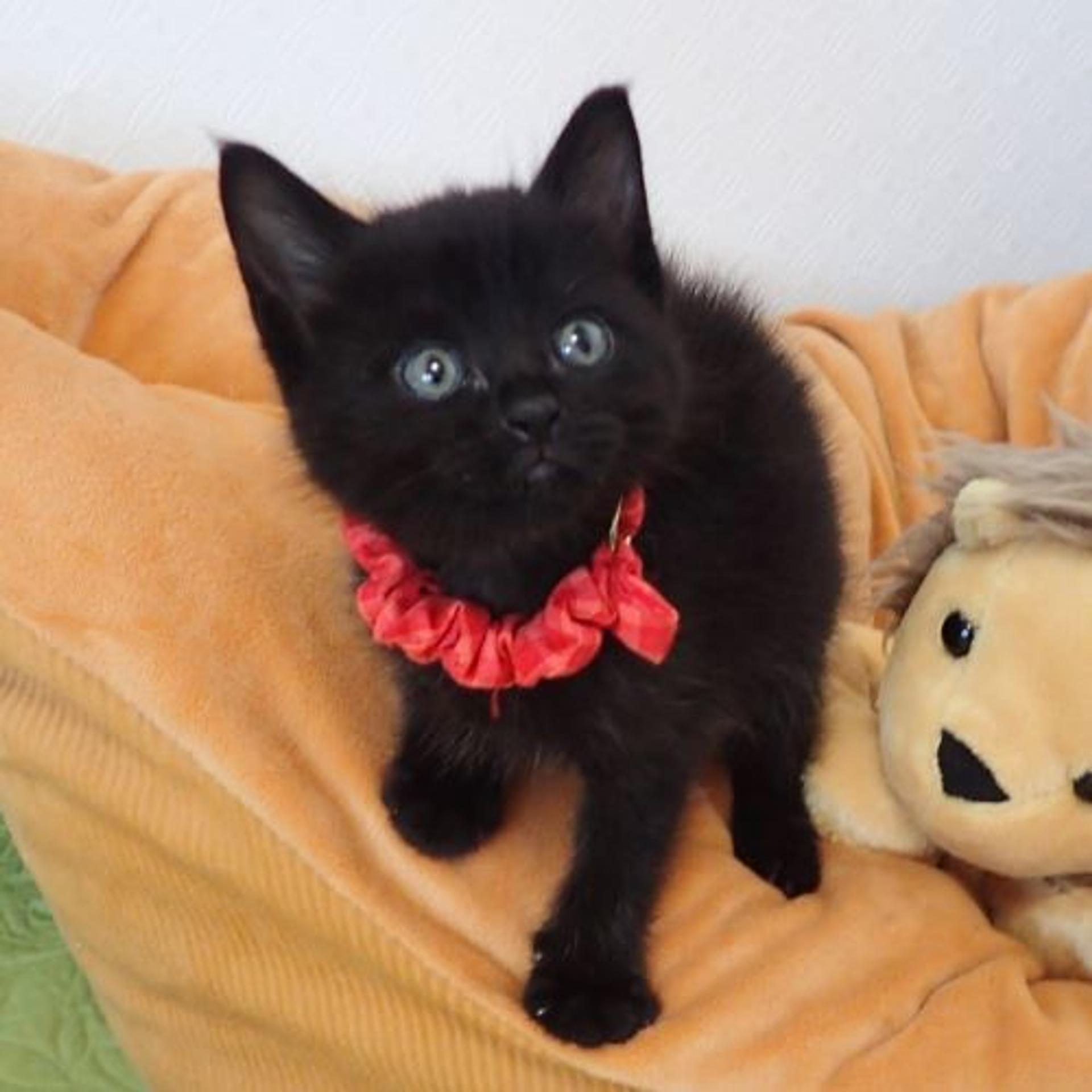 pet-image-2