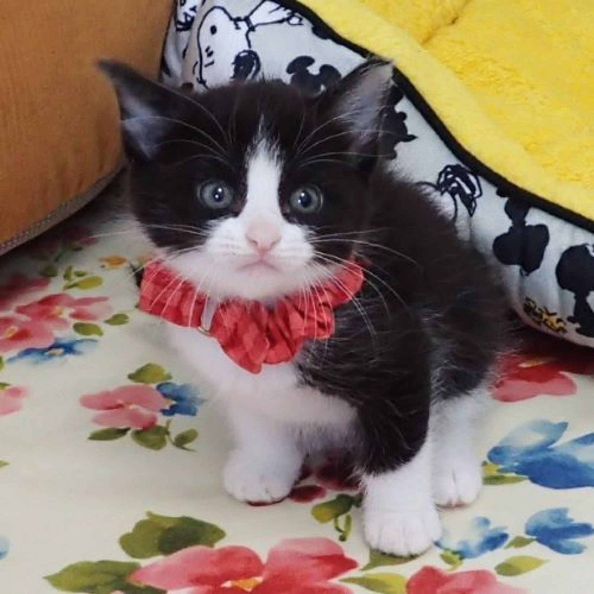 雑種（ミックス猫）・メスの里親募集の写真
