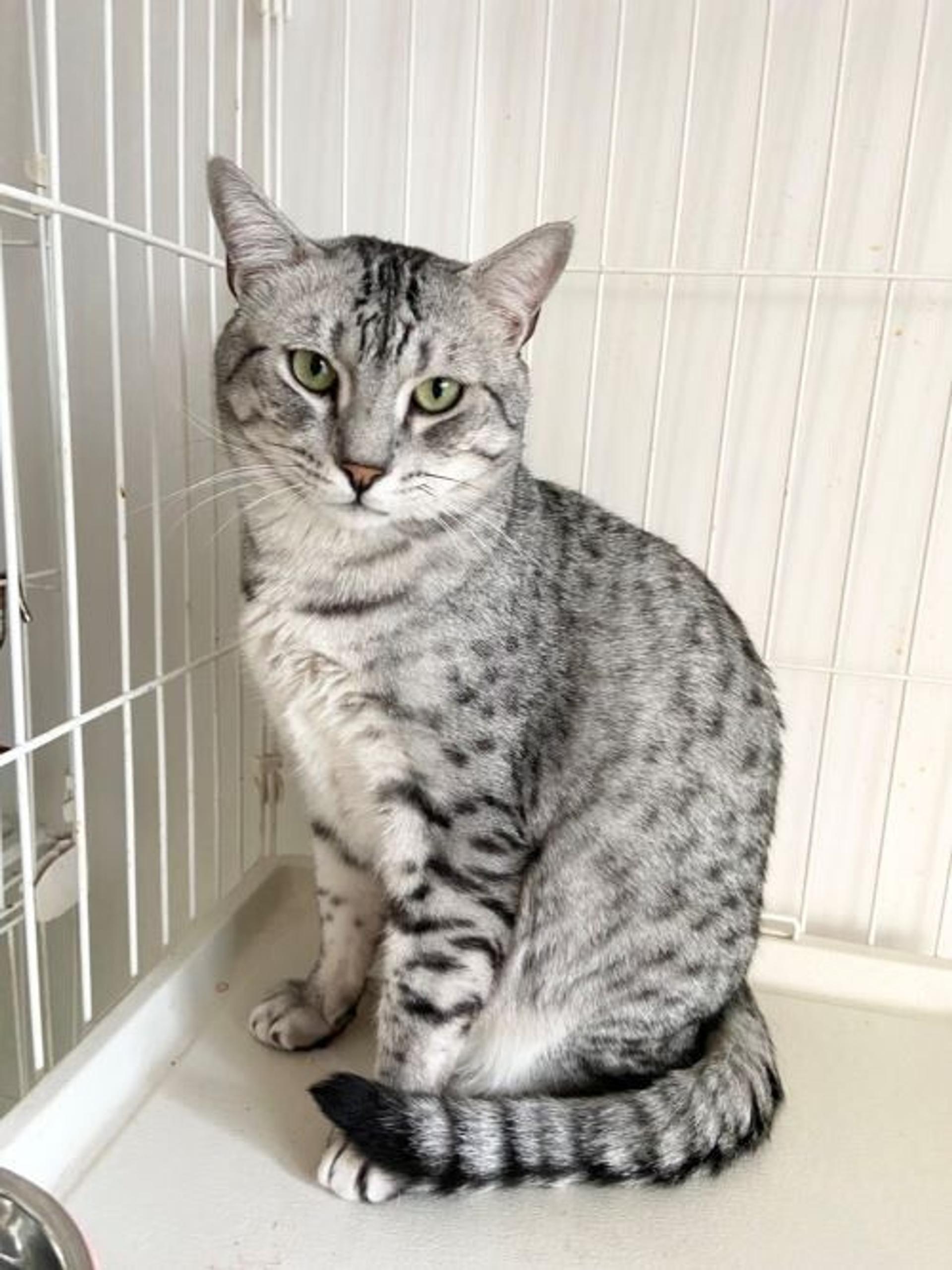 pet-image-3