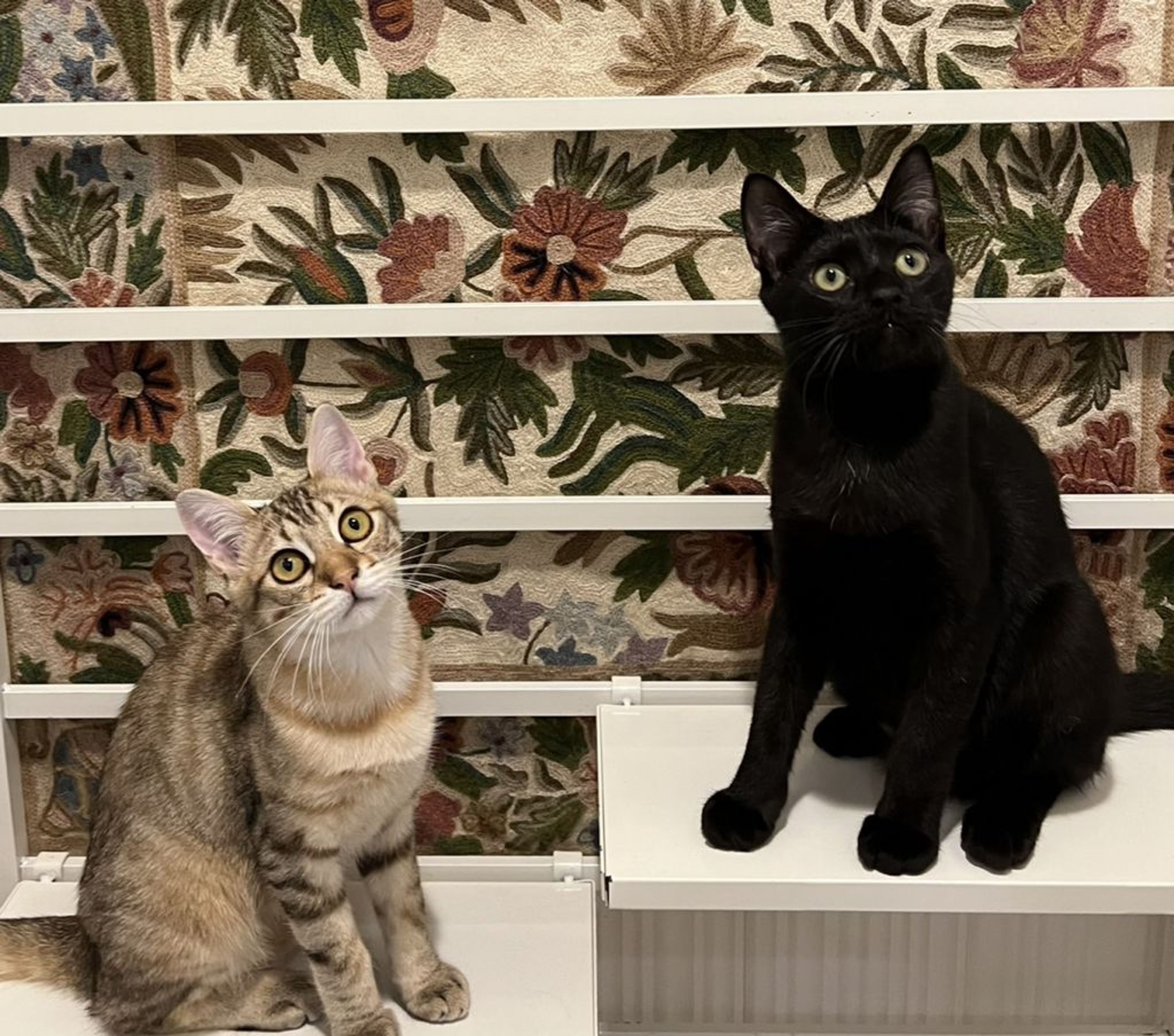 雑種（ミックス猫）・オスの里親募集の写真