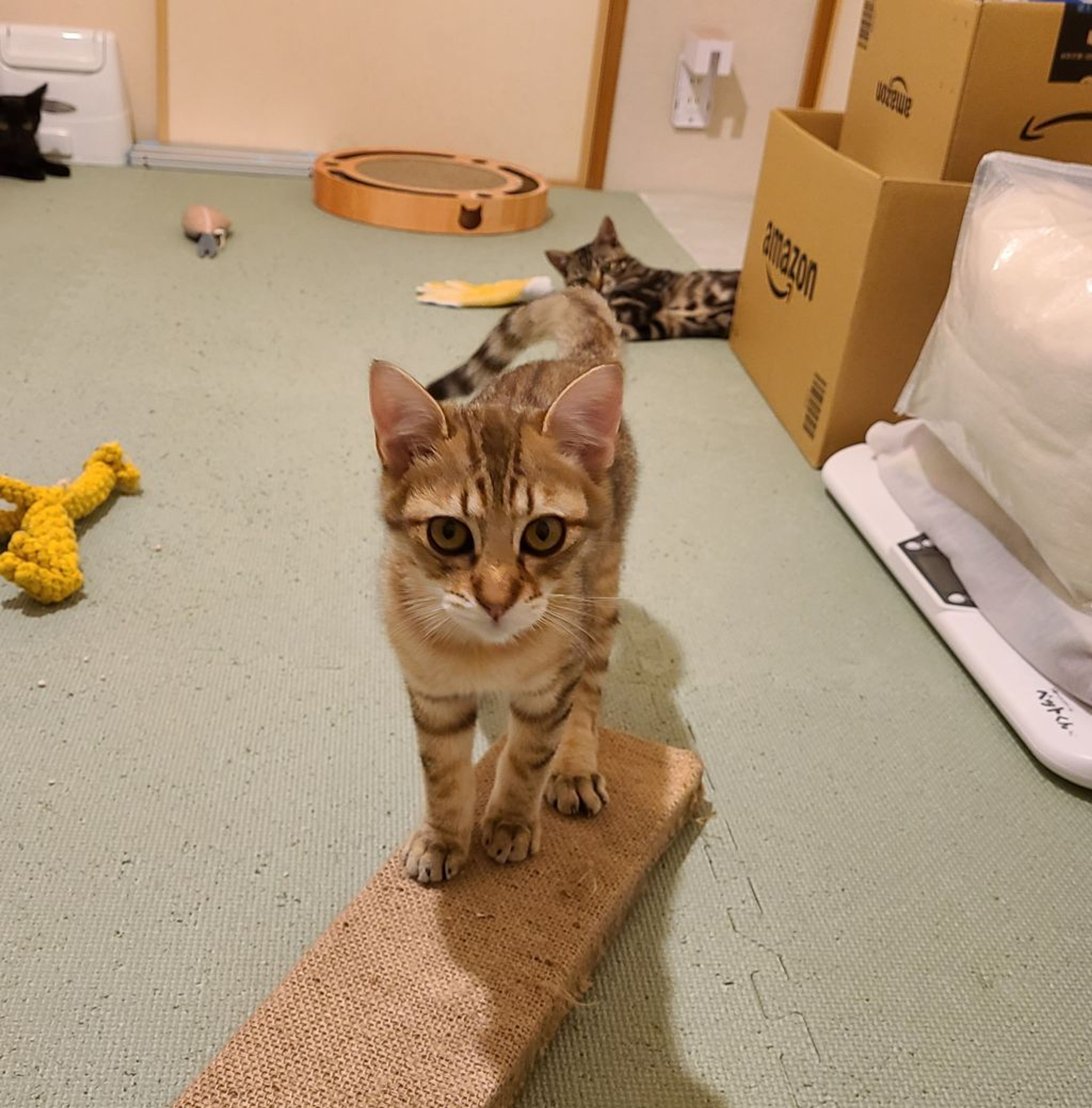 pet-image-4