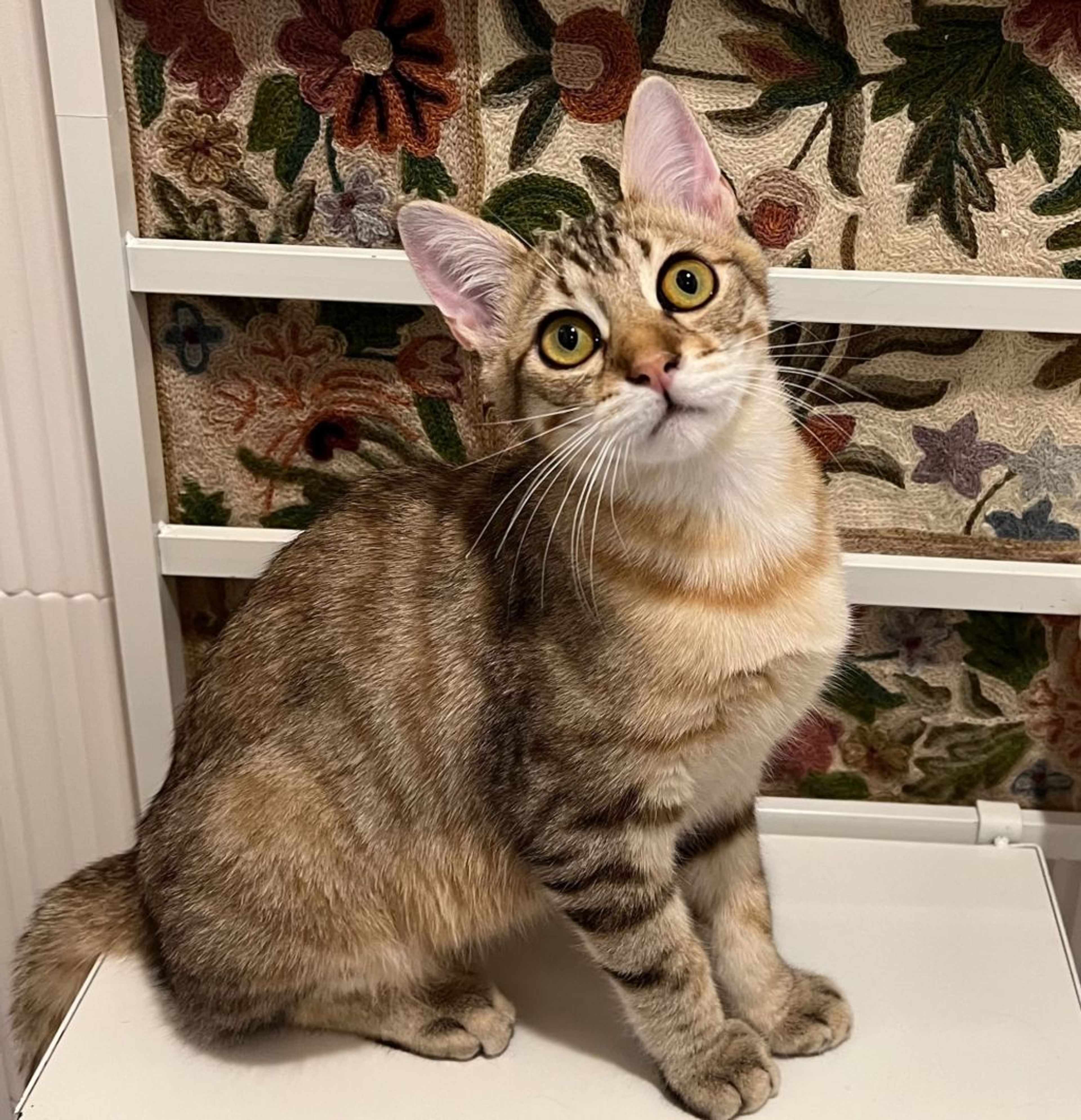 pet-image-5