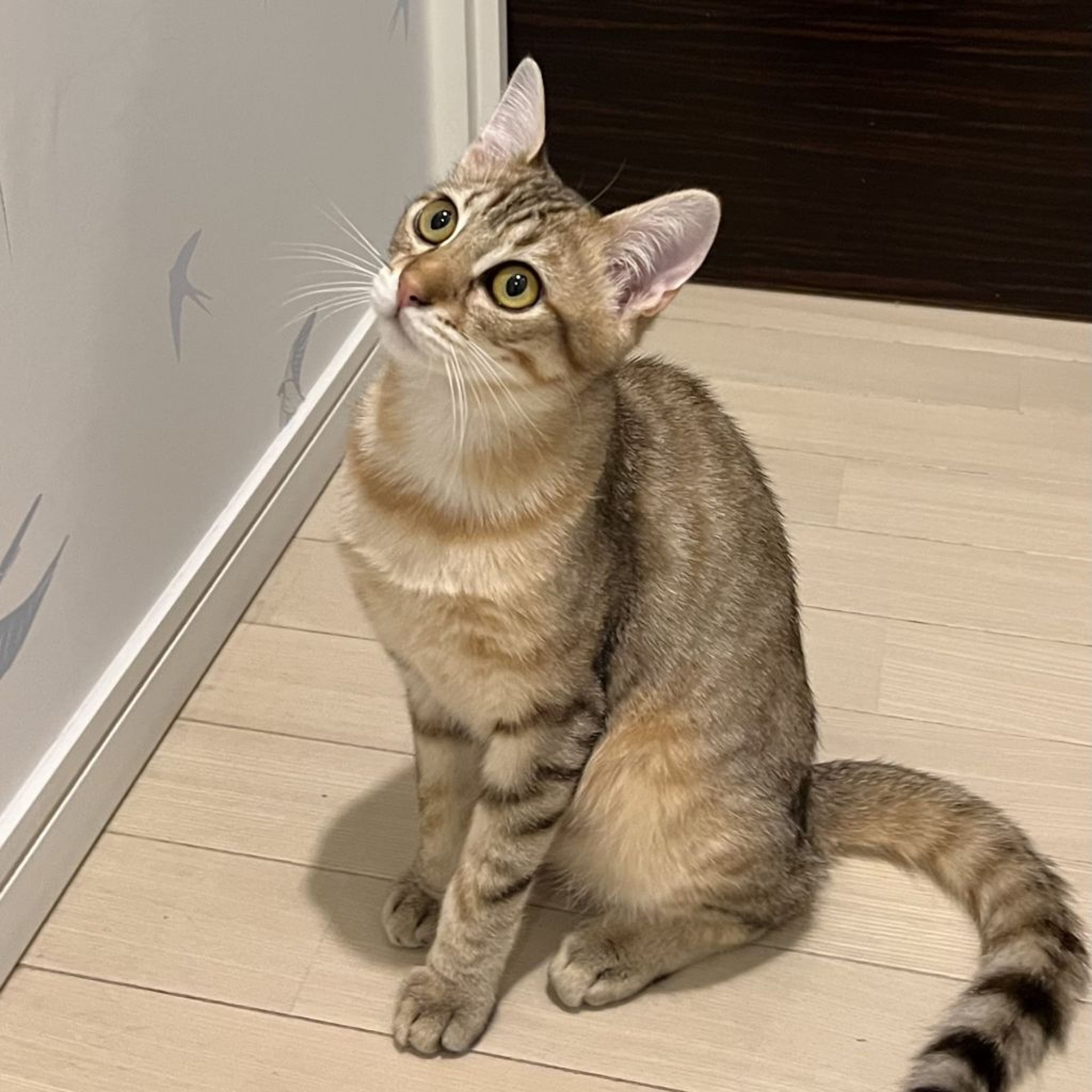 pet-image-6