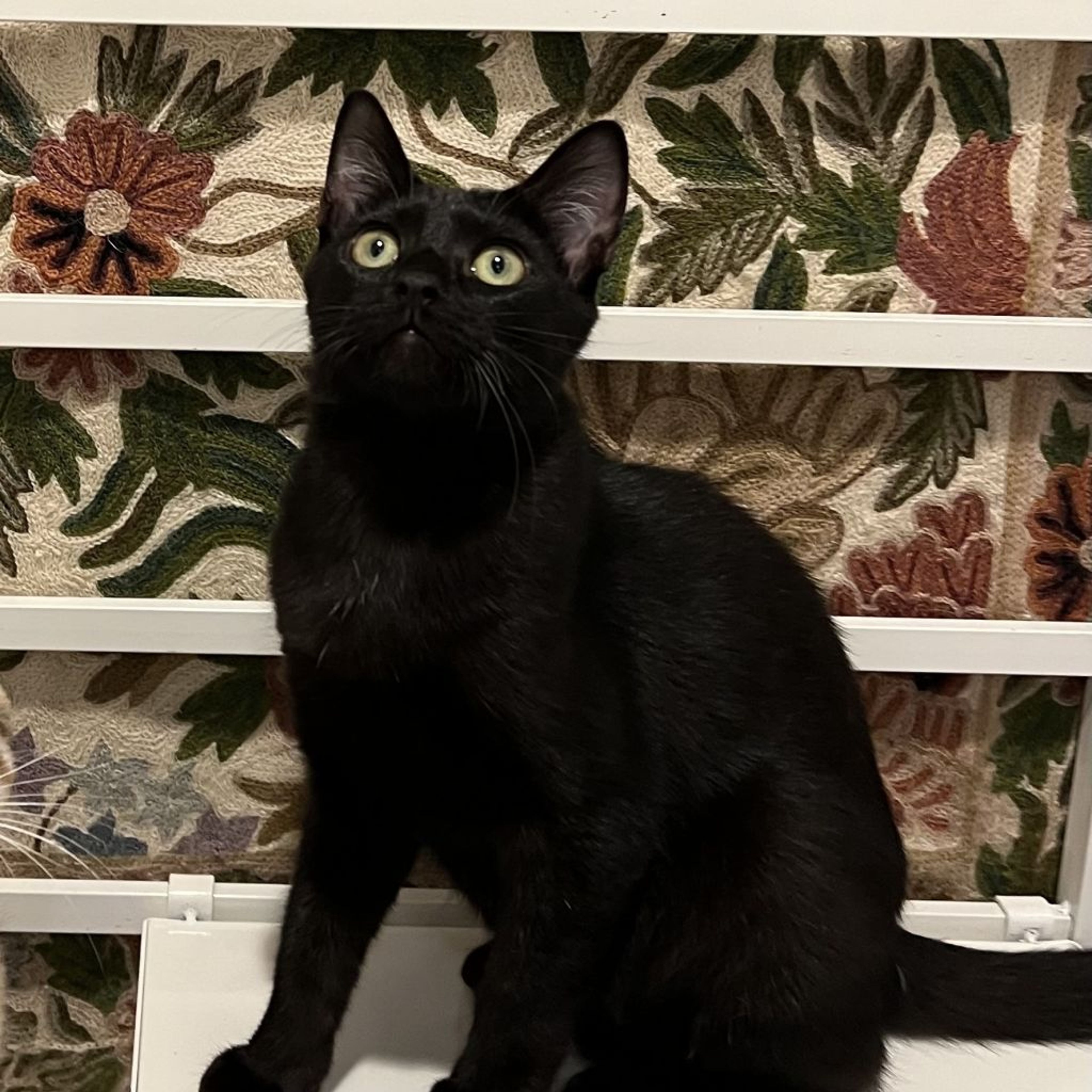pet-image-7