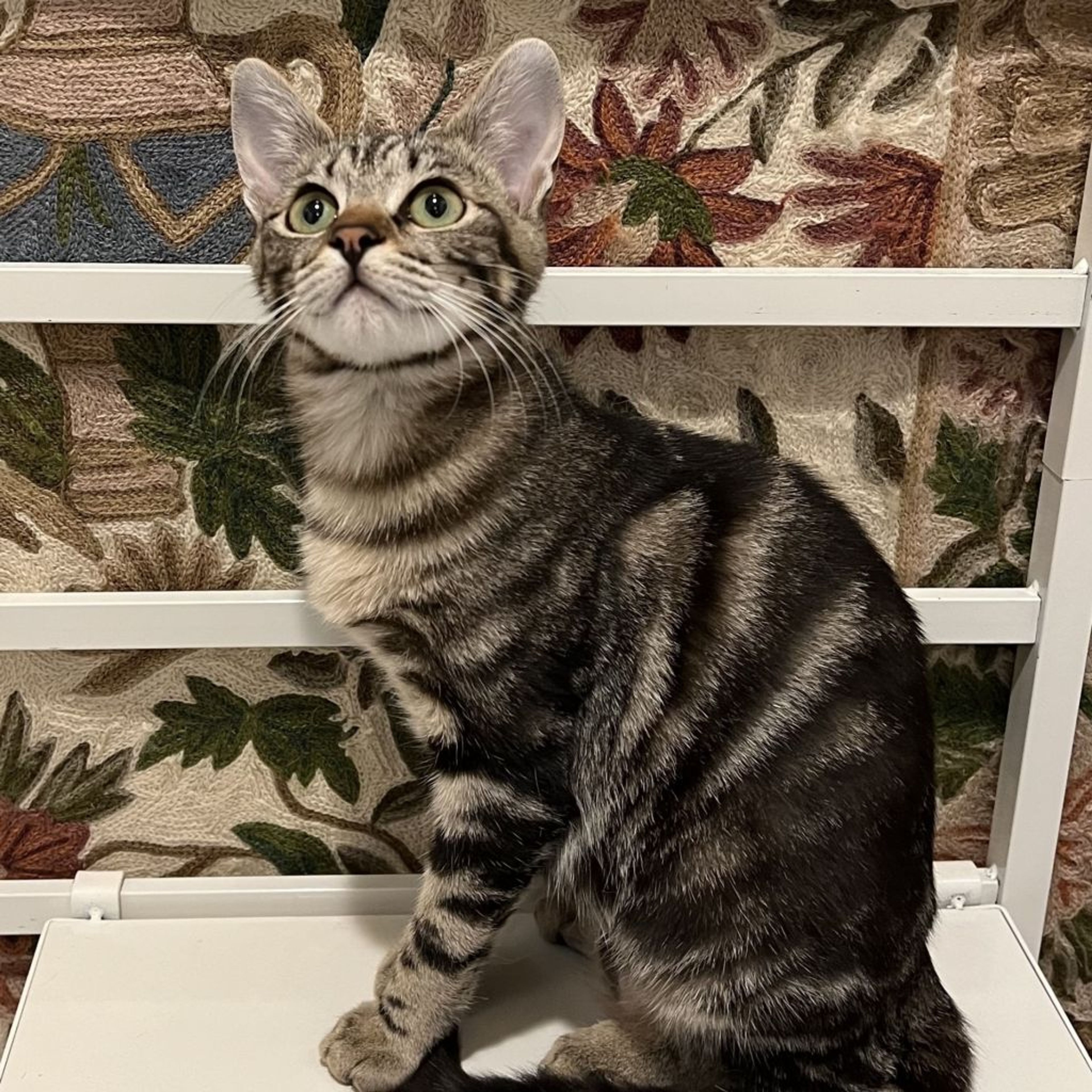 pet-image-8