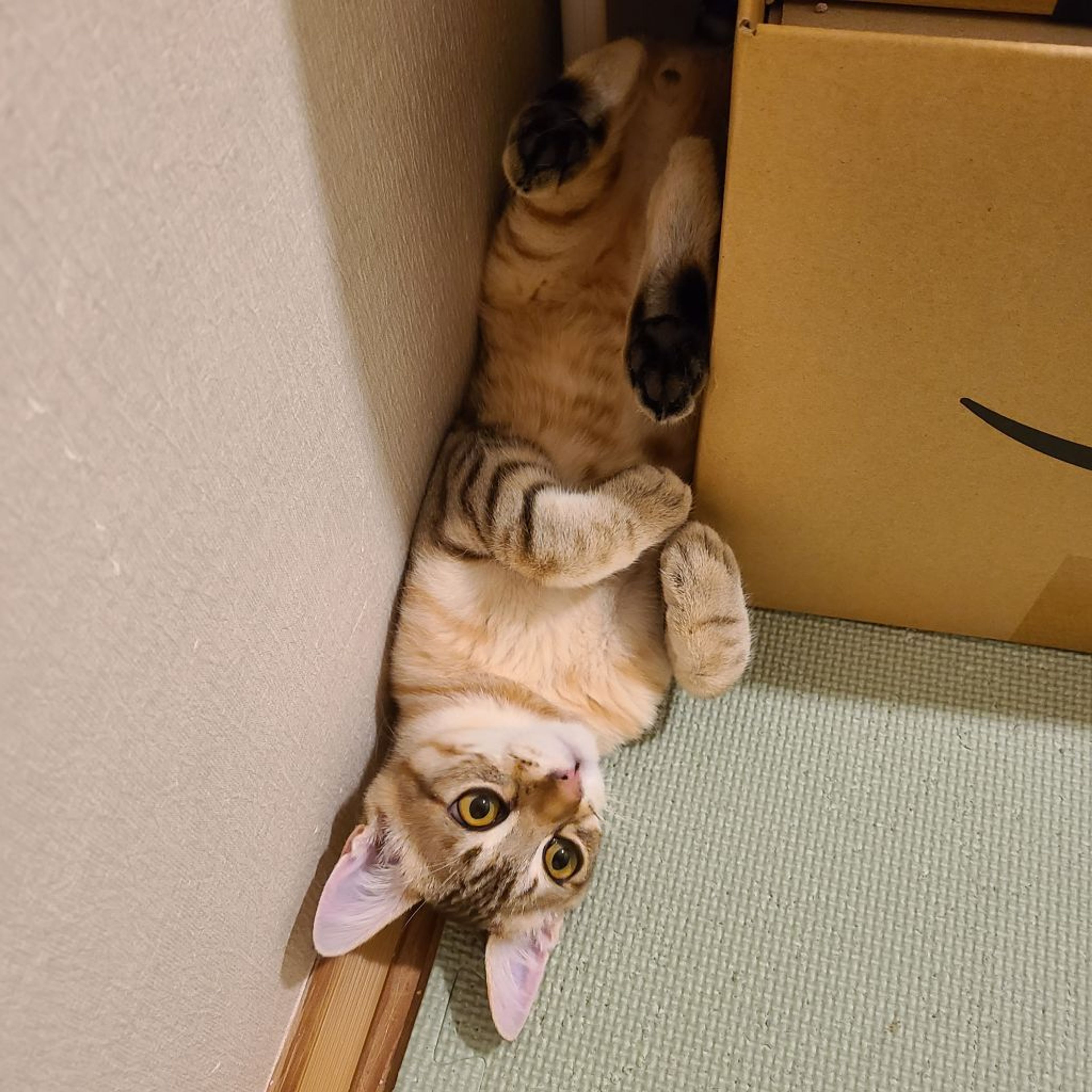 pet-image-9
