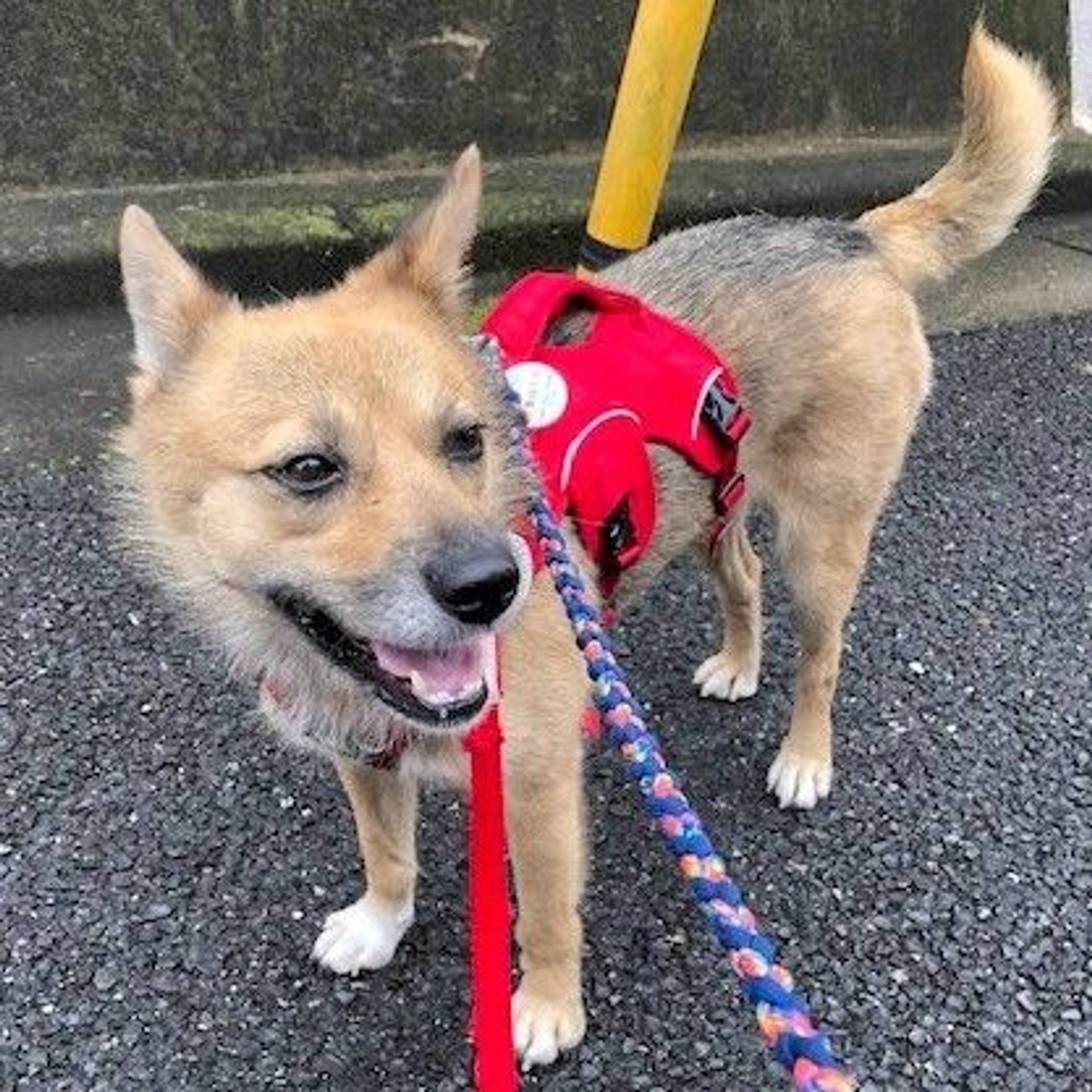 雑種（ミックス犬）・メスの里親募集の写真
