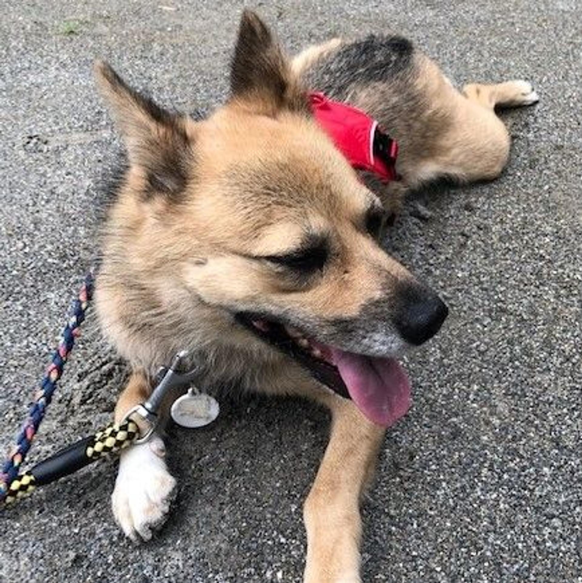 pet-image-4