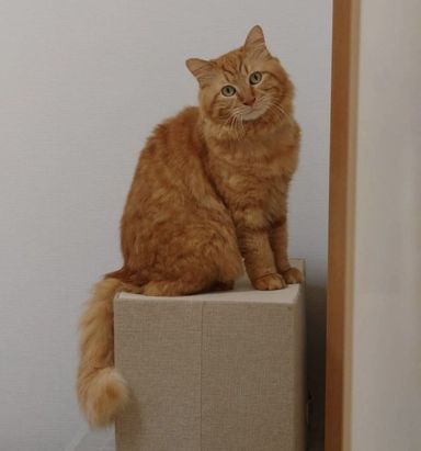 フューラの写真