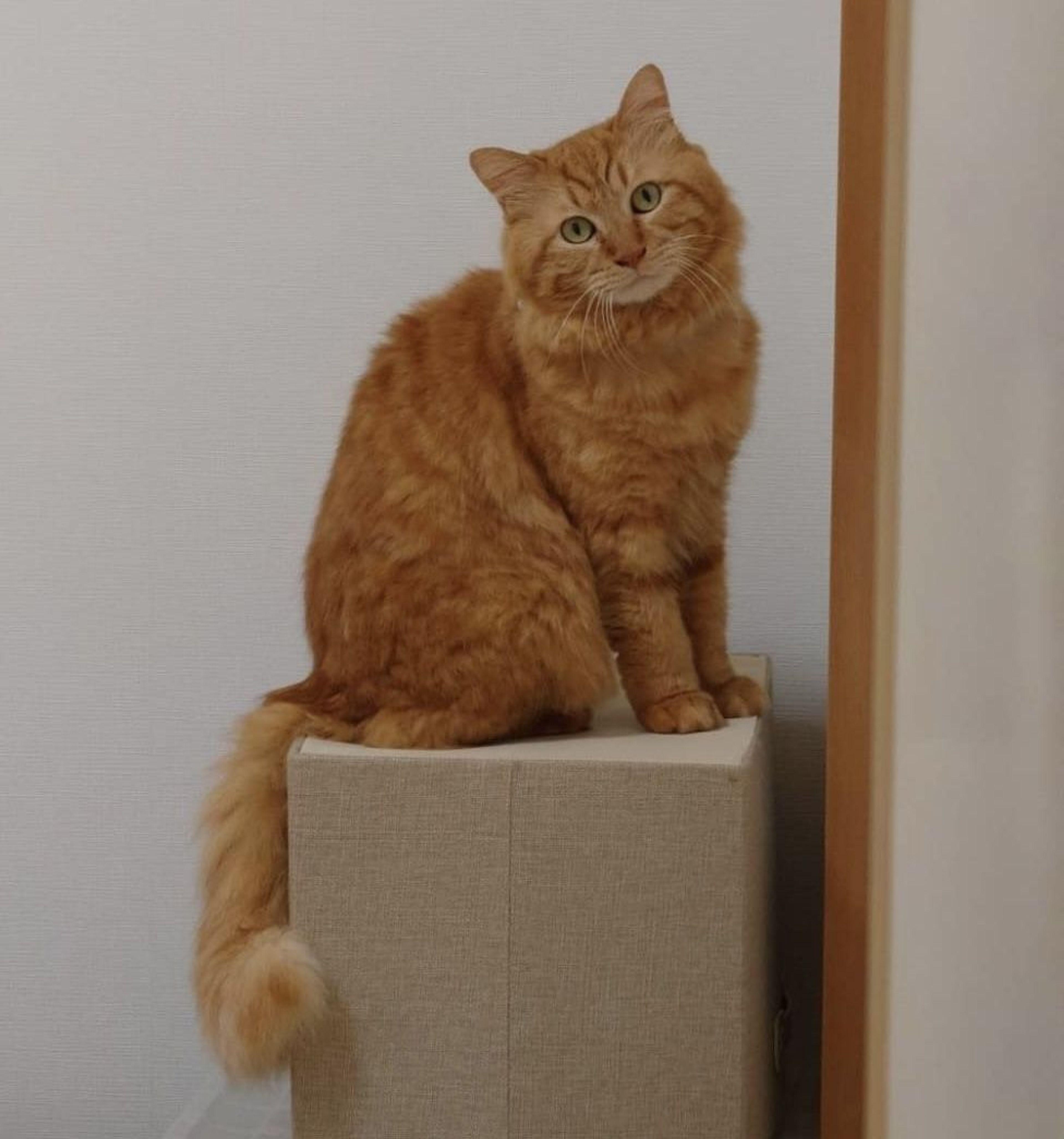 雑種（ミックス猫）・オスの里親募集の写真