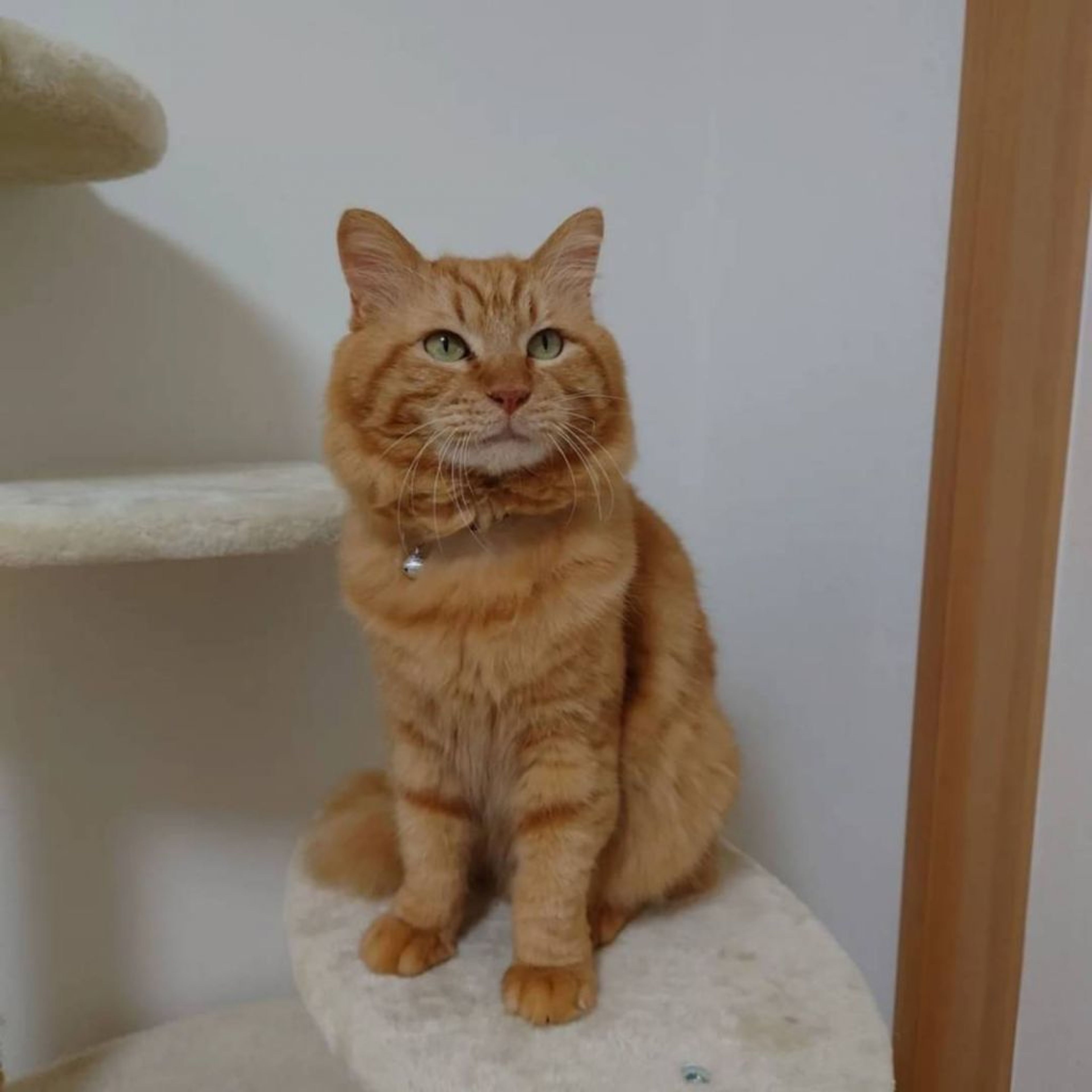 pet-image-4