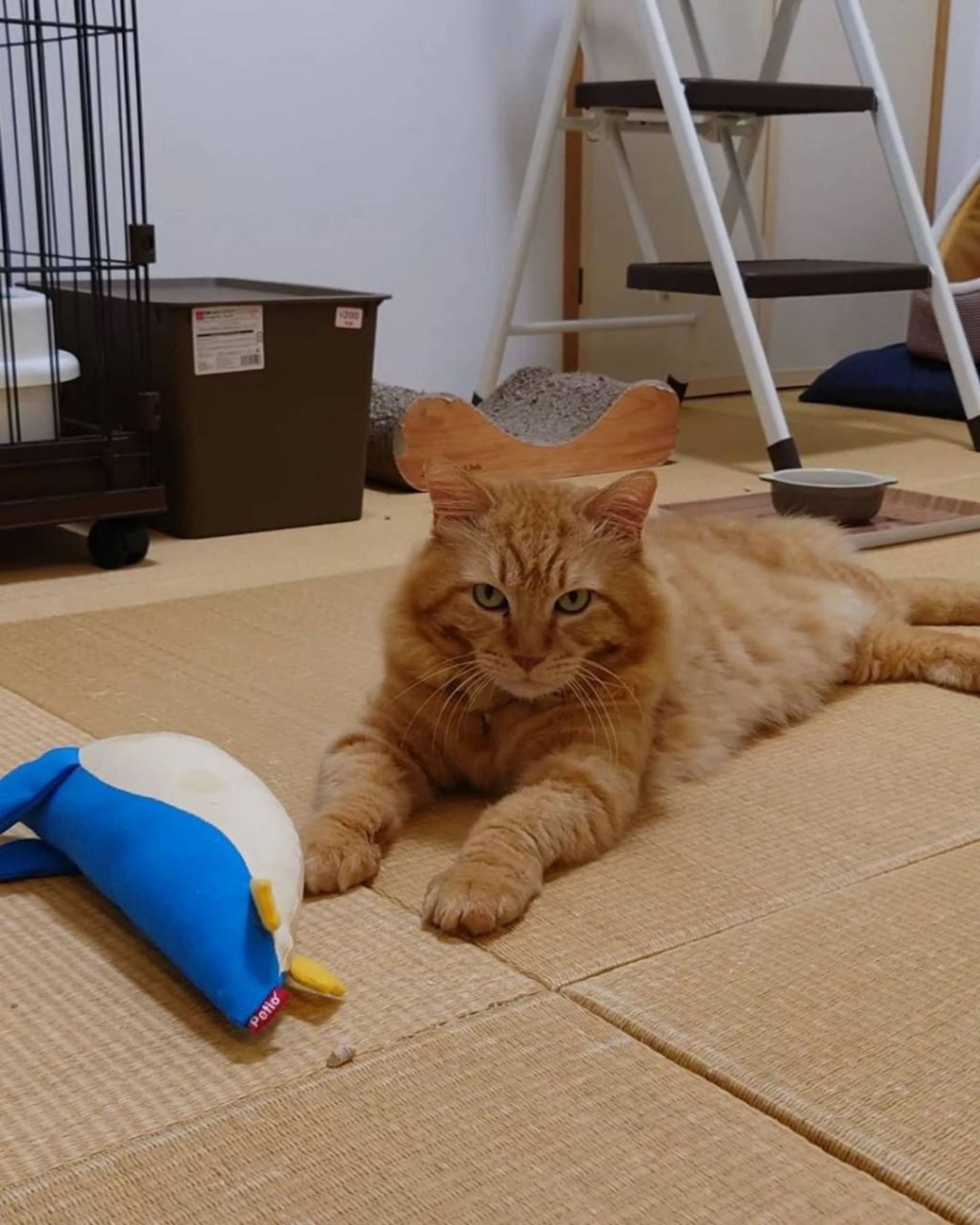 pet-image-8