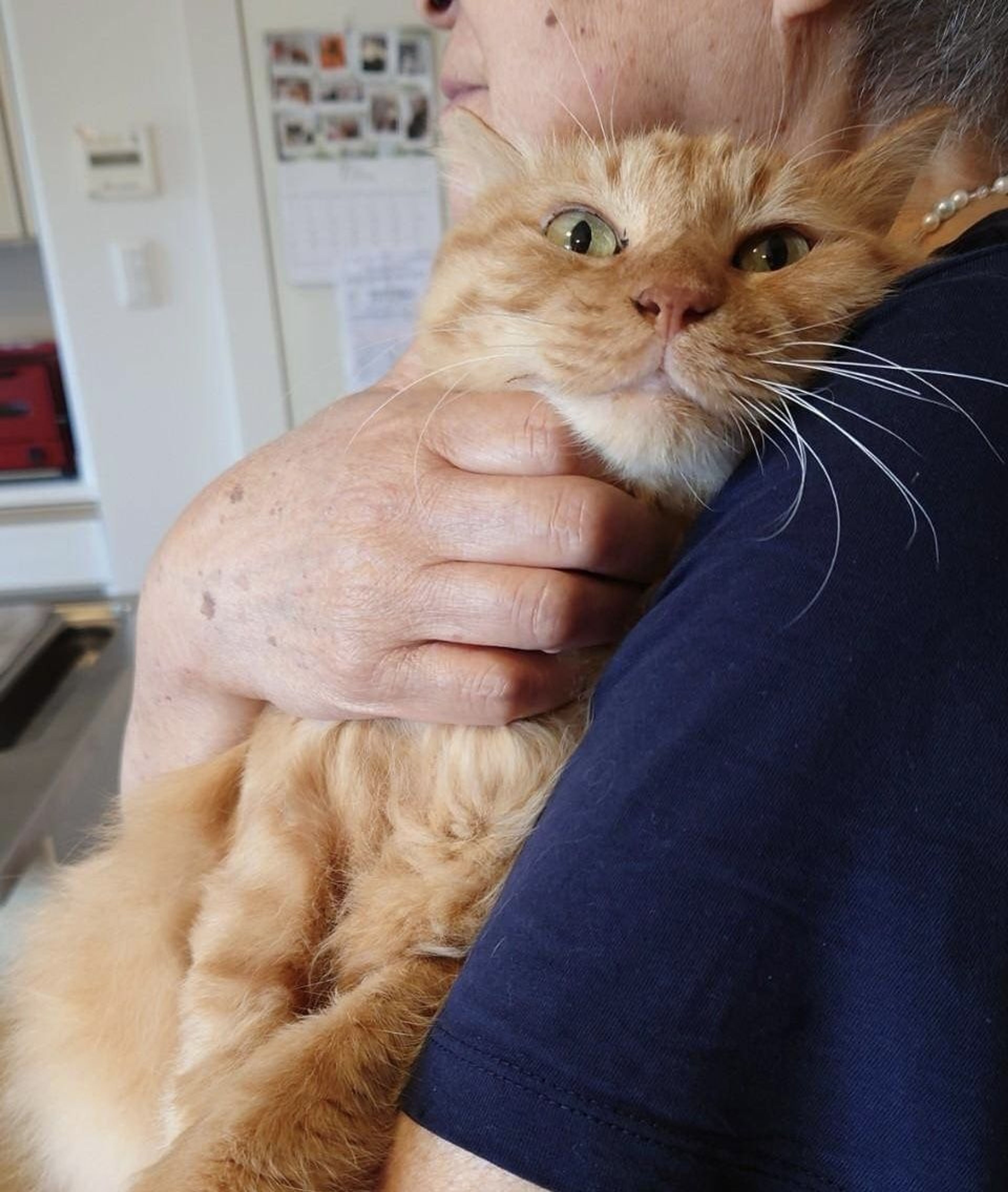 pet-image-3