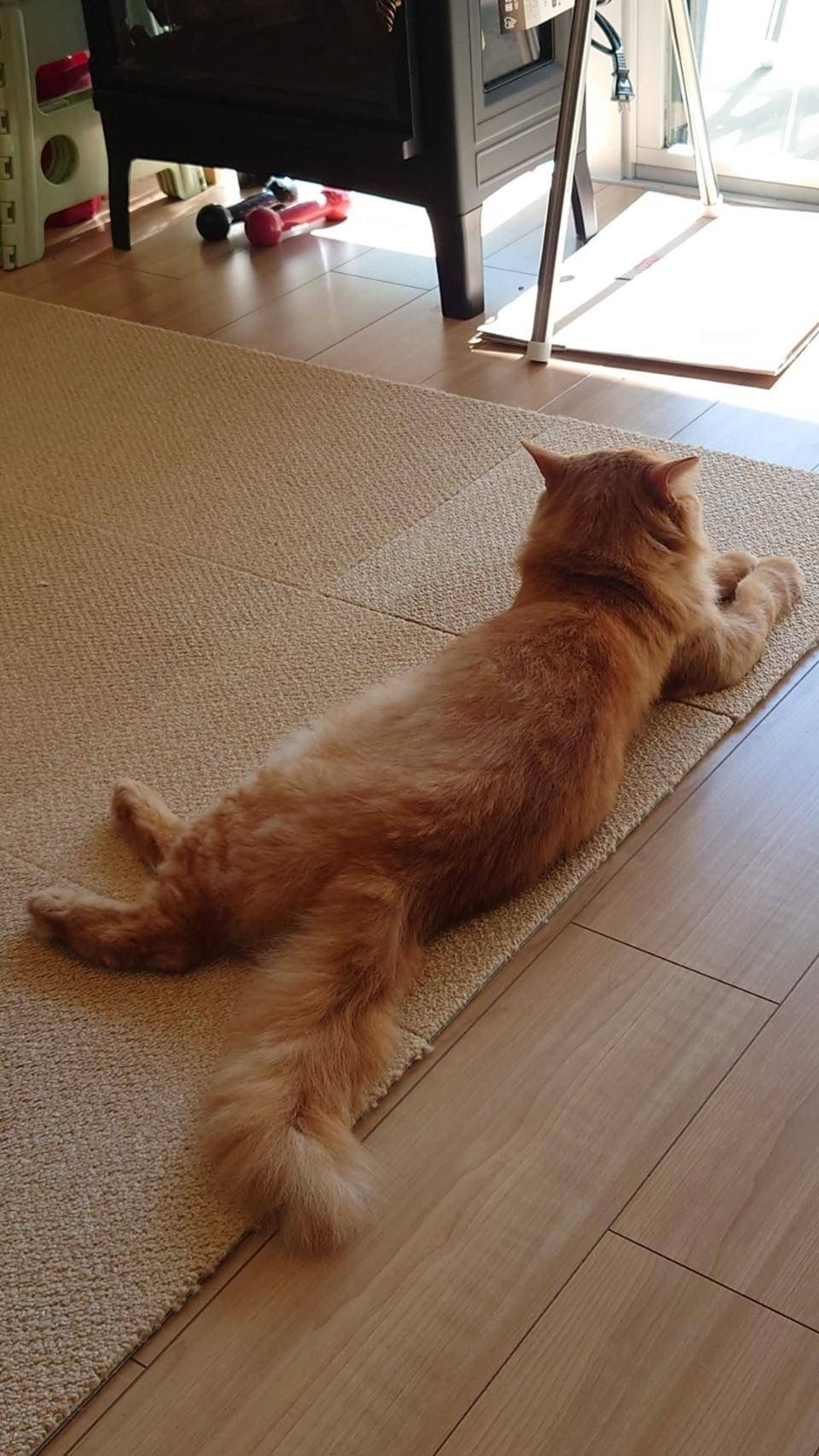 pet-image-5