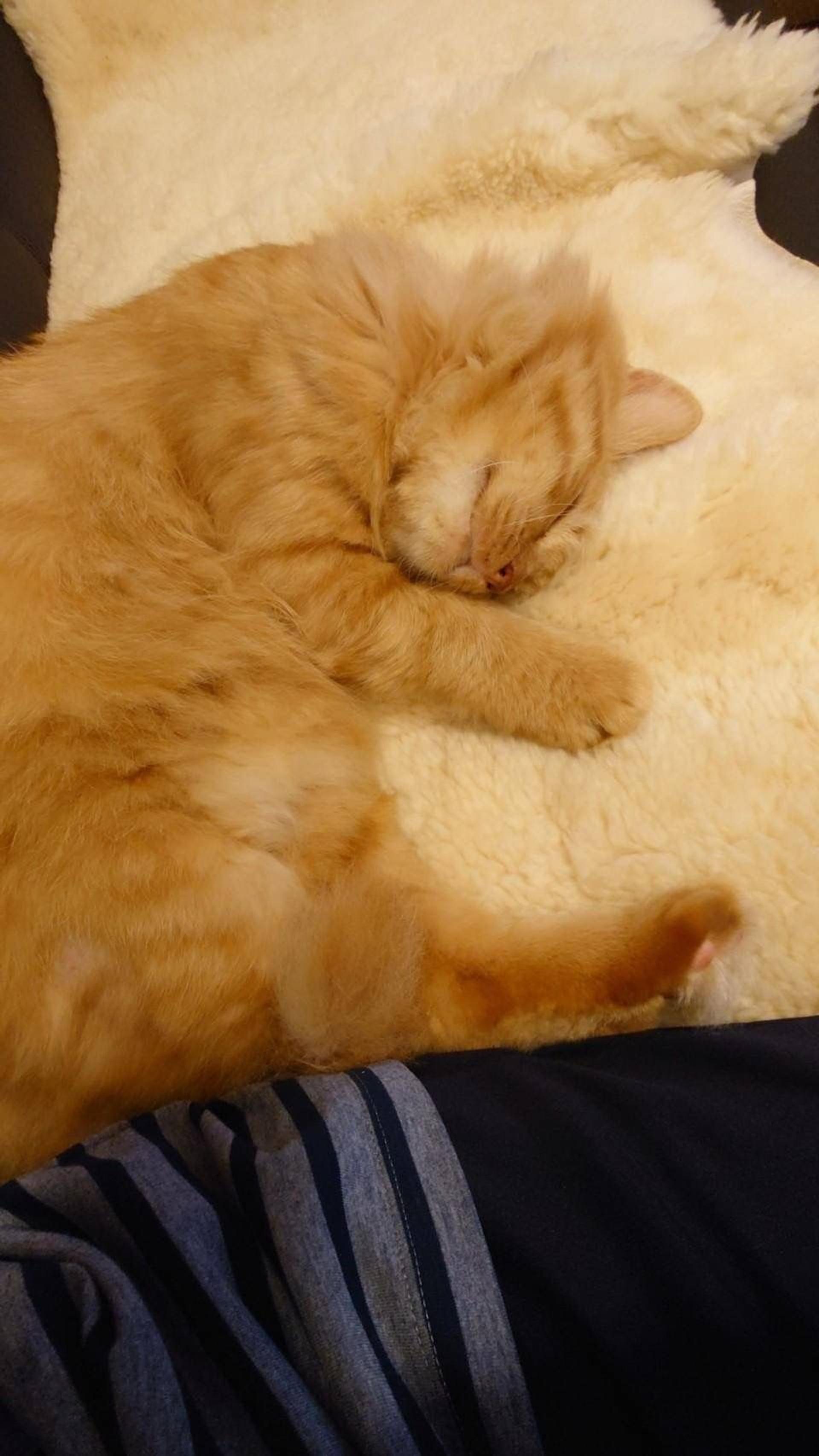 pet-image-6