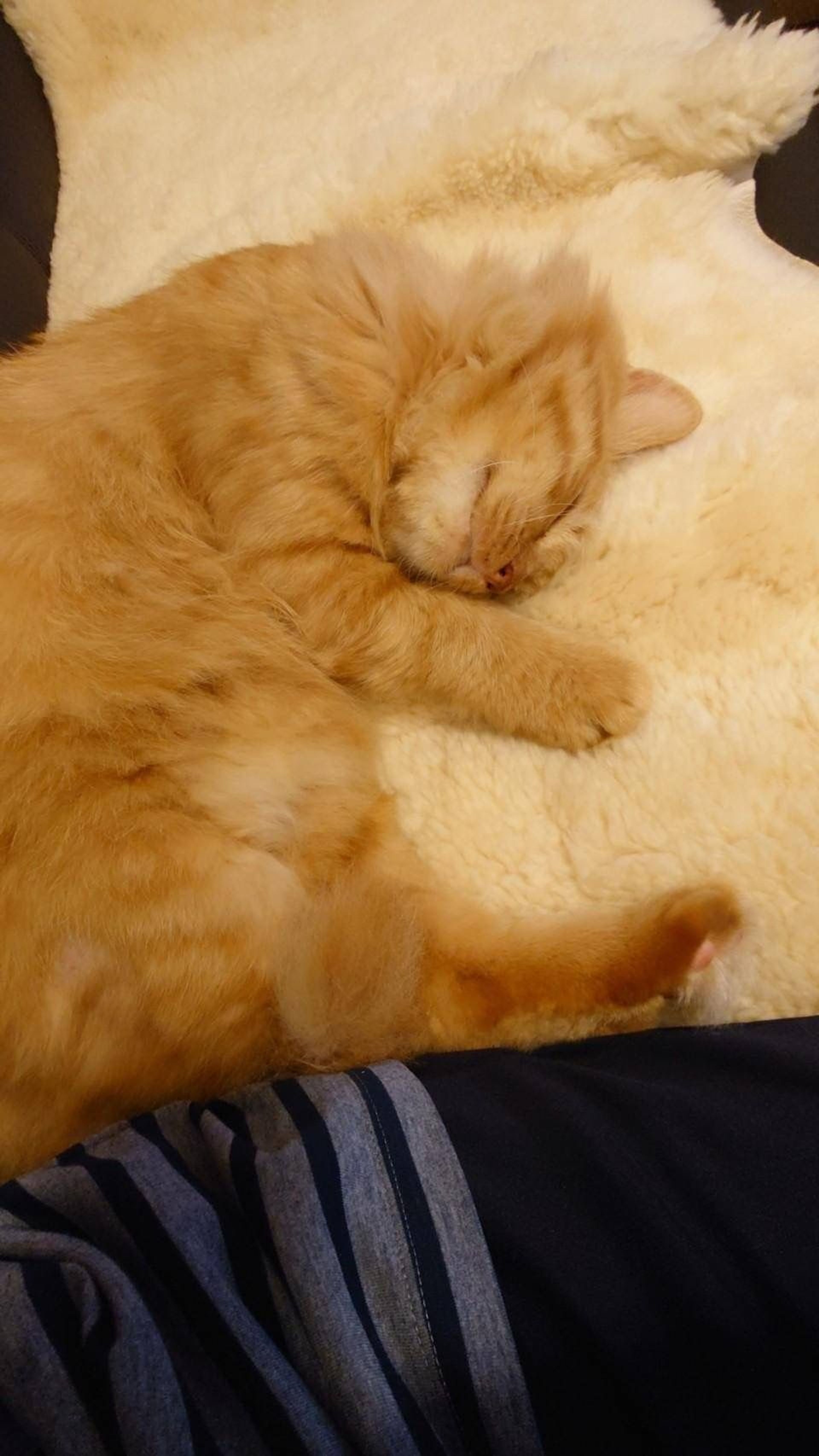 pet-image-6