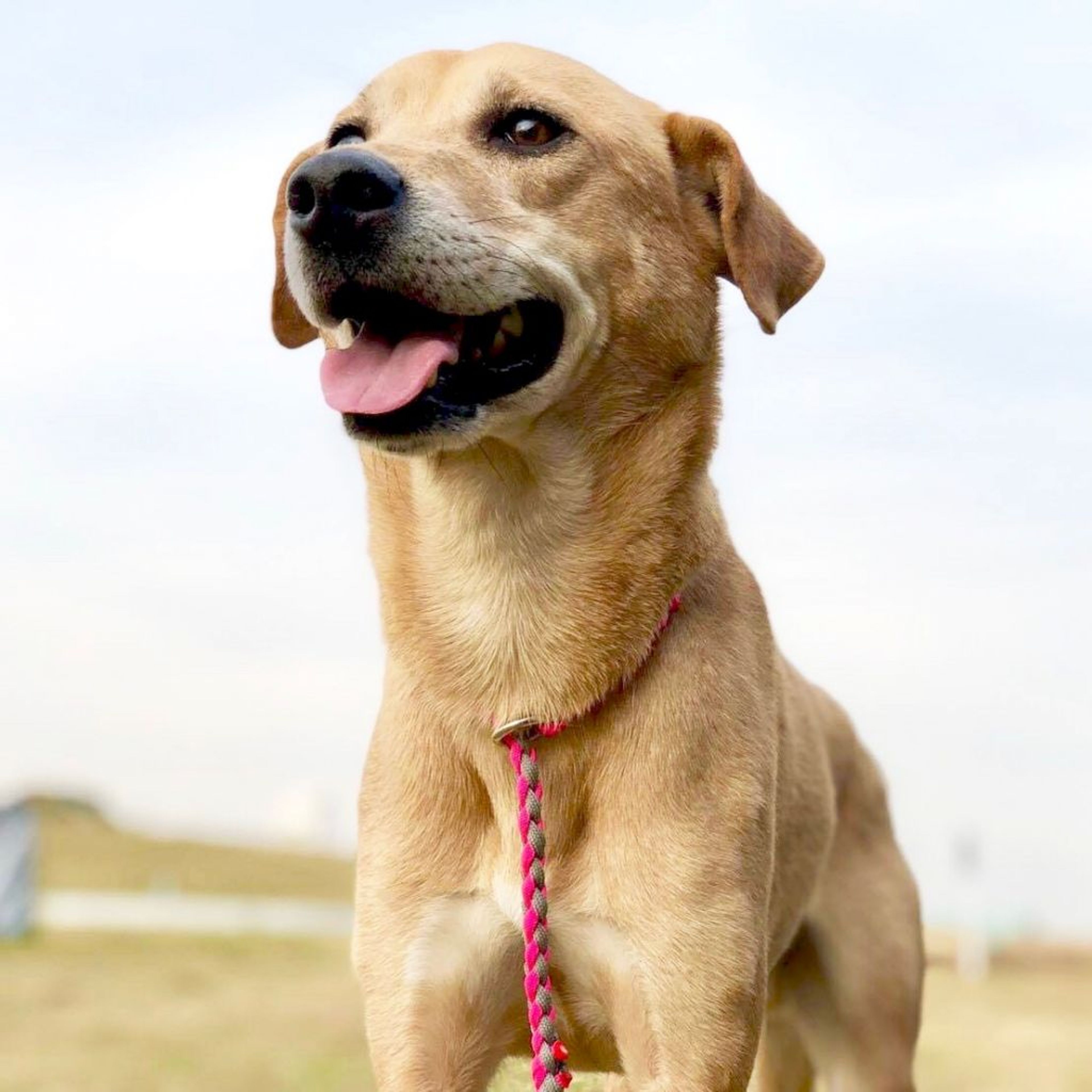 雑種（ミックス犬）・オスの里親募集の写真