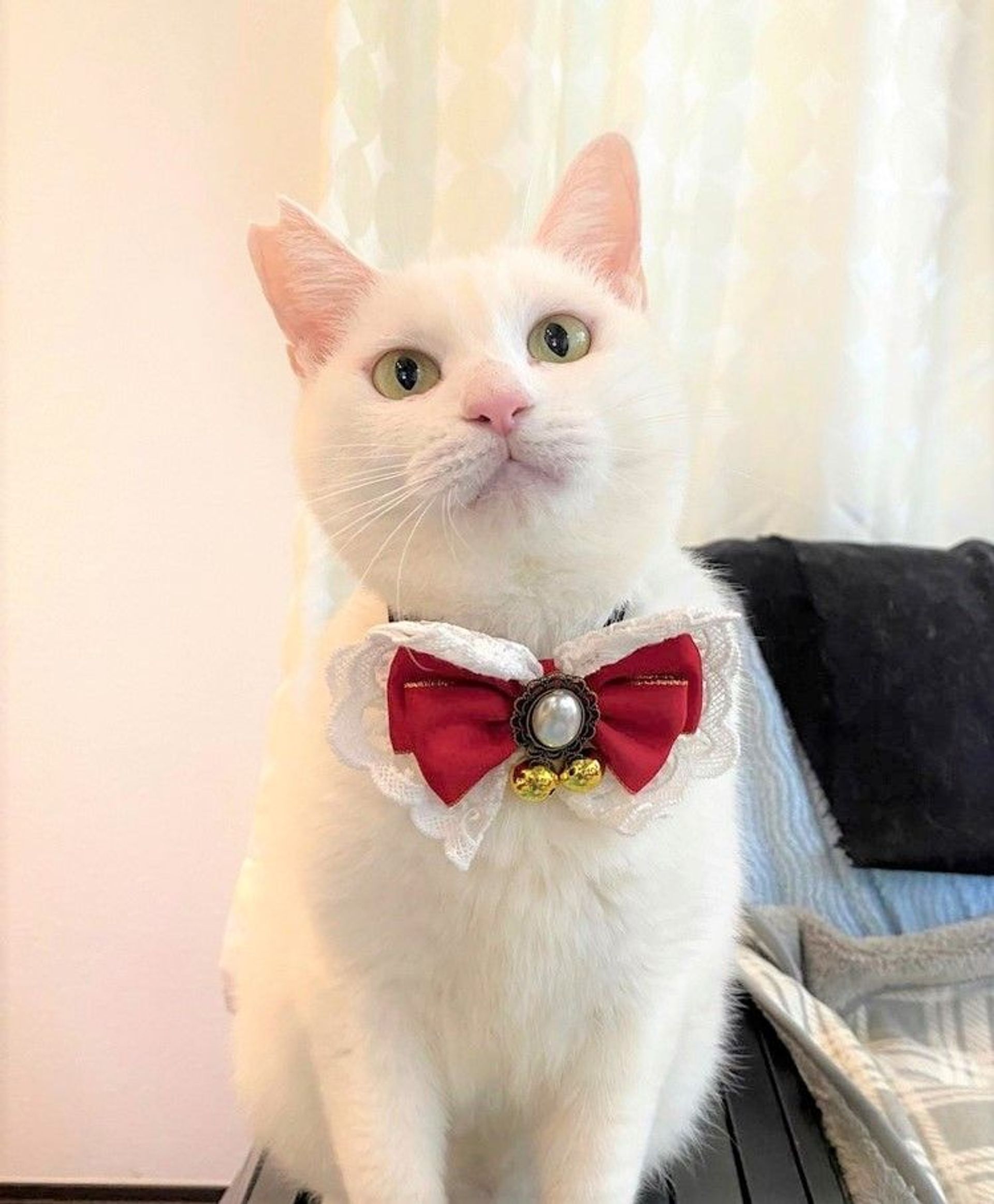 雑種（ミックス猫）・メスの里親募集の写真