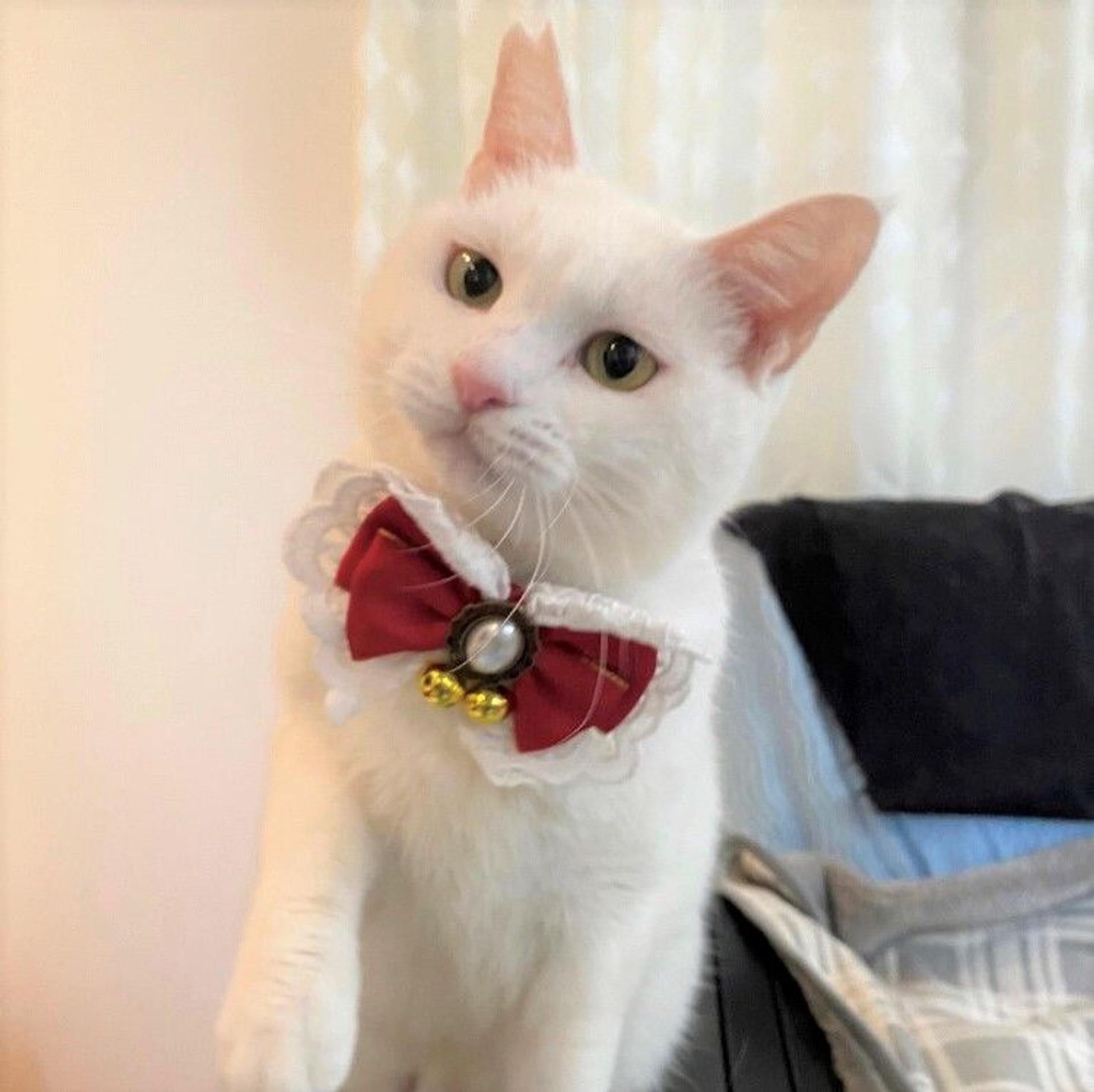 pet-image-2