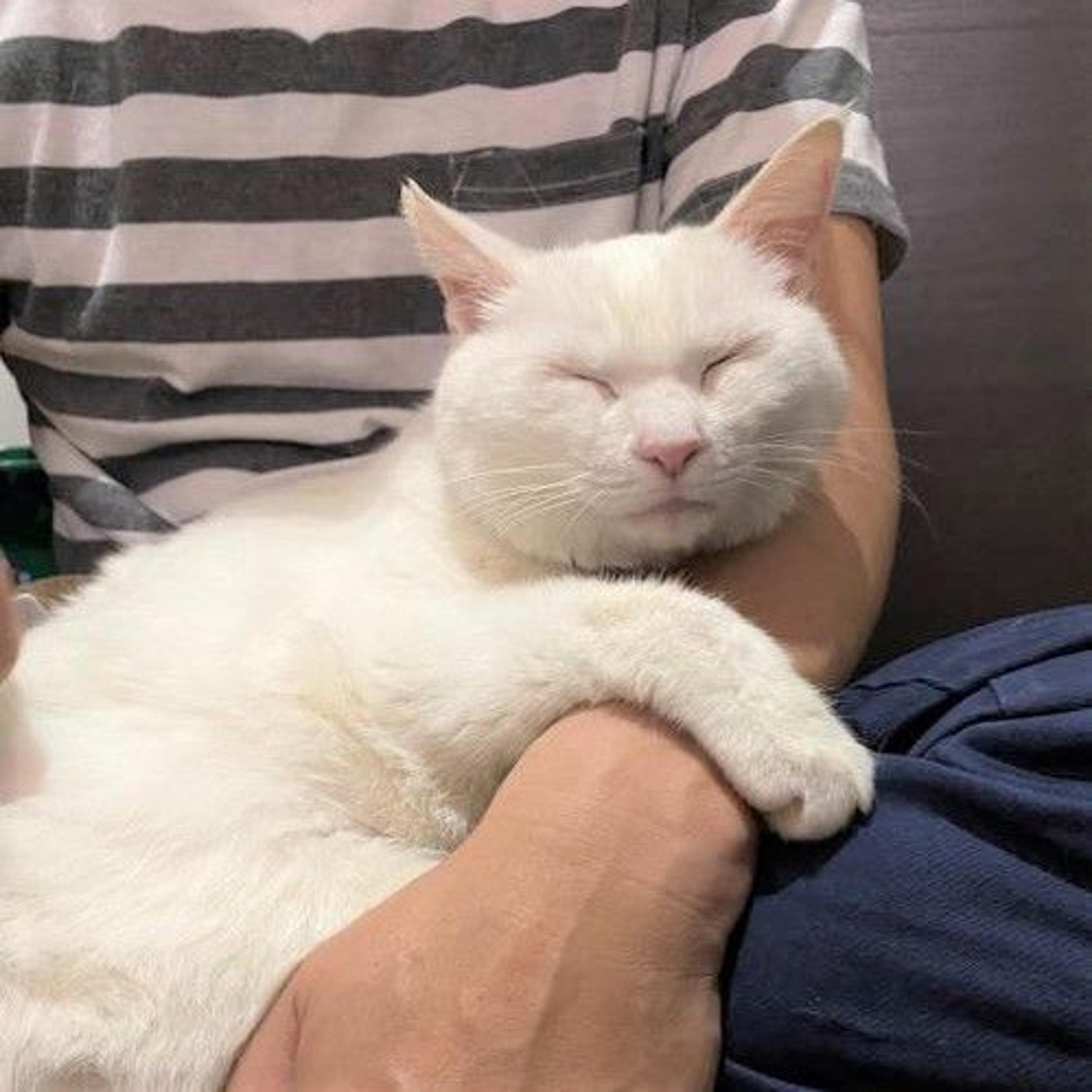 pet-image-3