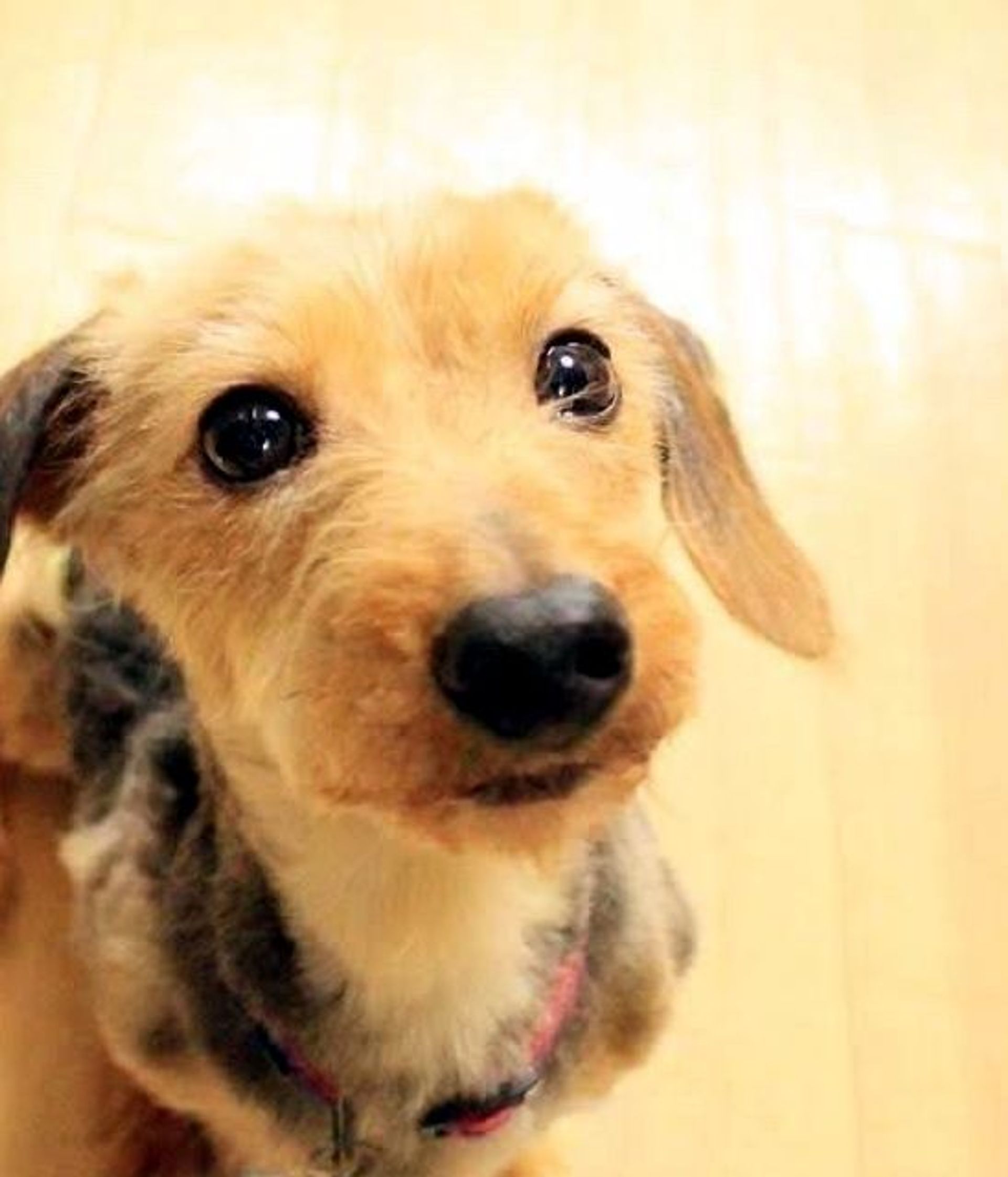 雑種（ミックス犬）・オスの里親募集の写真