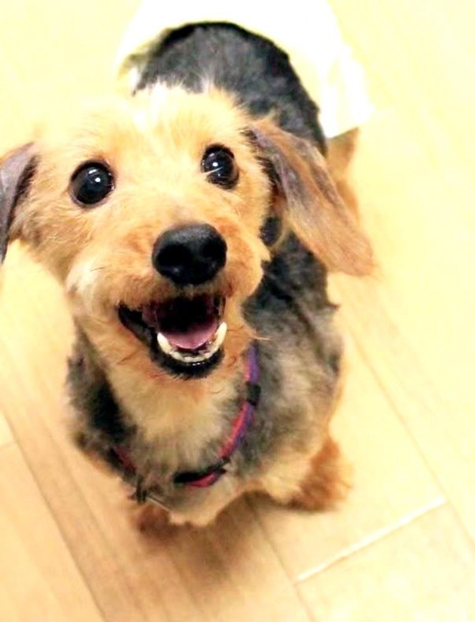 pet-image-2