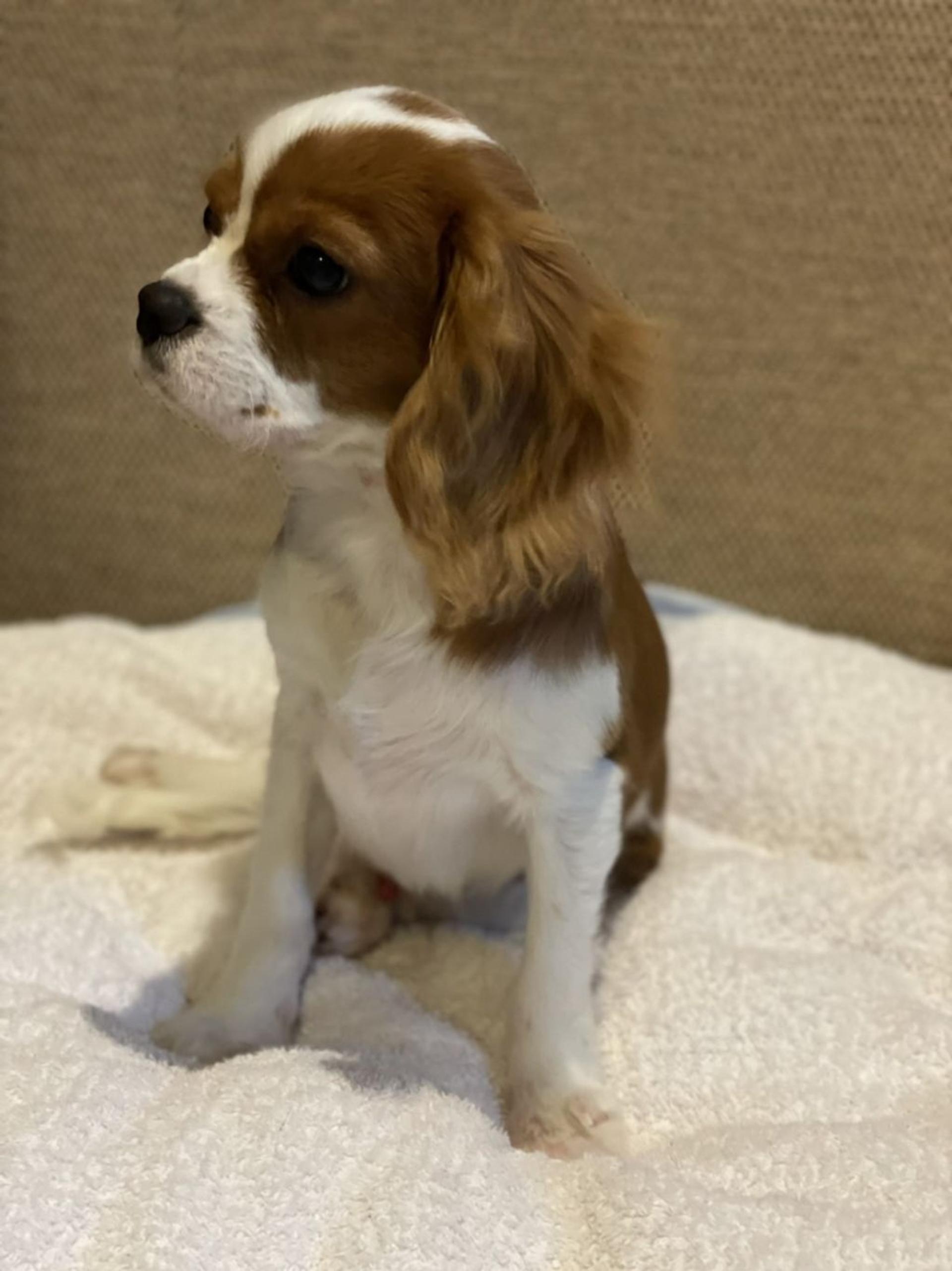 pet-image-4